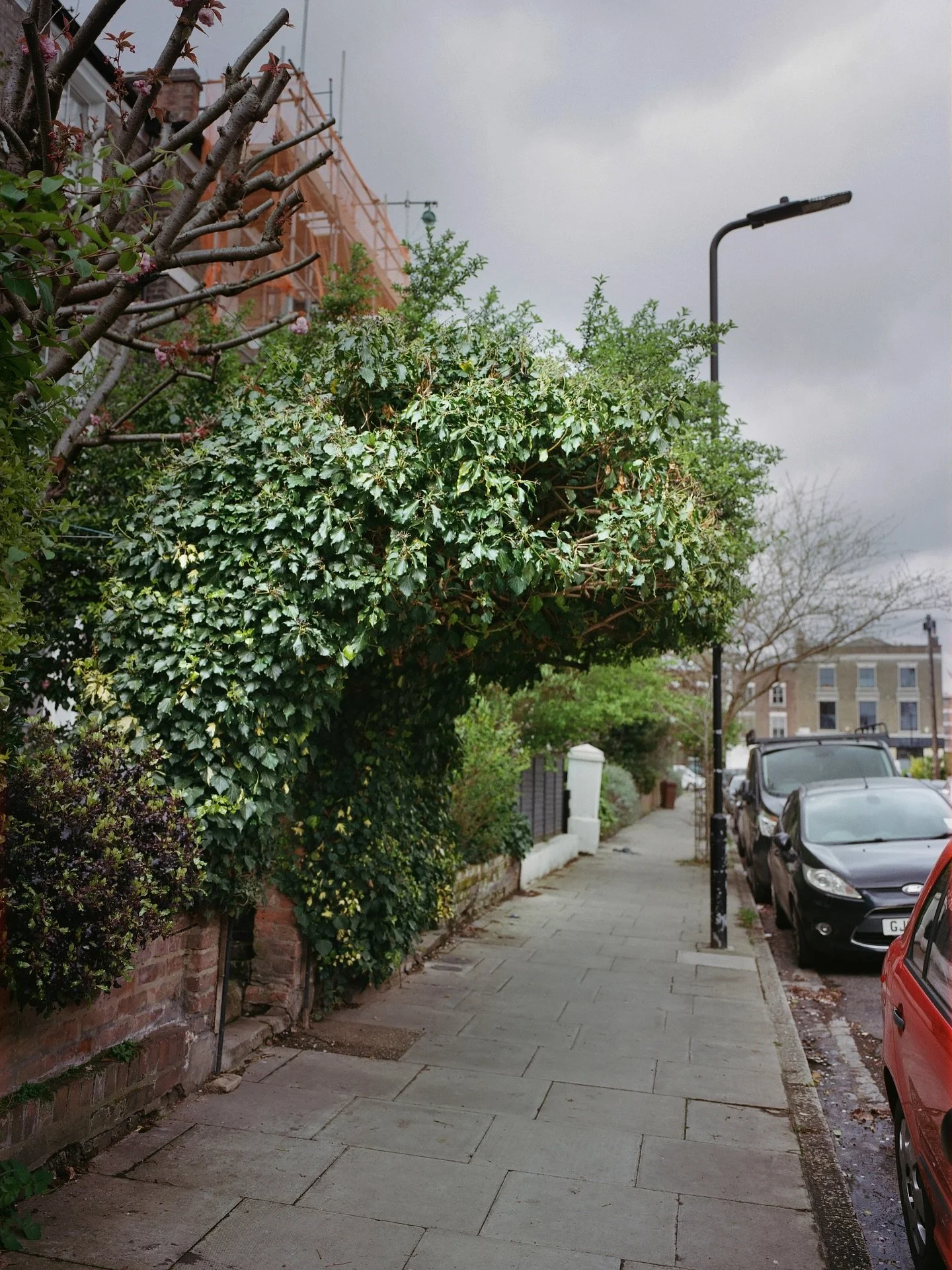 Hello this is Zillah Bowes, sharing images from my series The Unasking of Trees (2024).

This work asks us re-evaluate our relationship with trees in the context of the climate crisis and biodiversity loss. Trees negotiate the spaces they are allowed