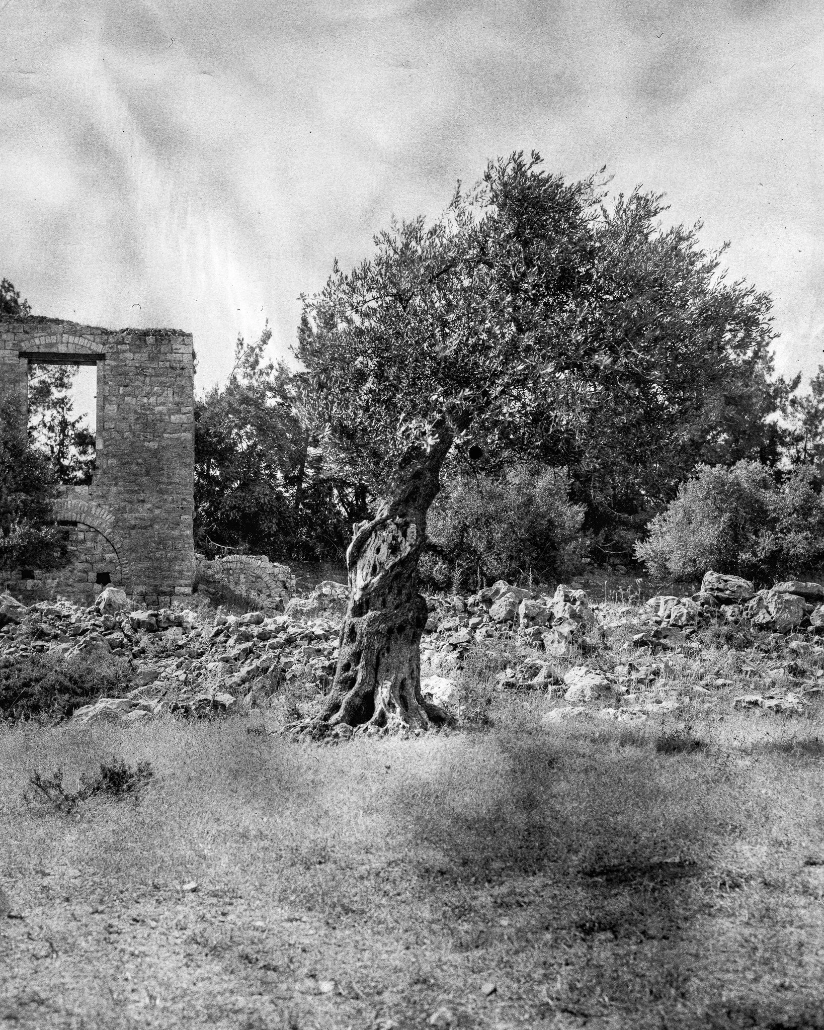 Hello this is Sami Sorasalmi, sharing images from my series Uprooted Legacy.

My work features portraits of olive trees in Palestine. 

-

Olive trees and their branches have stood as symbols of peace, reconciliation, and hope in various cultures and