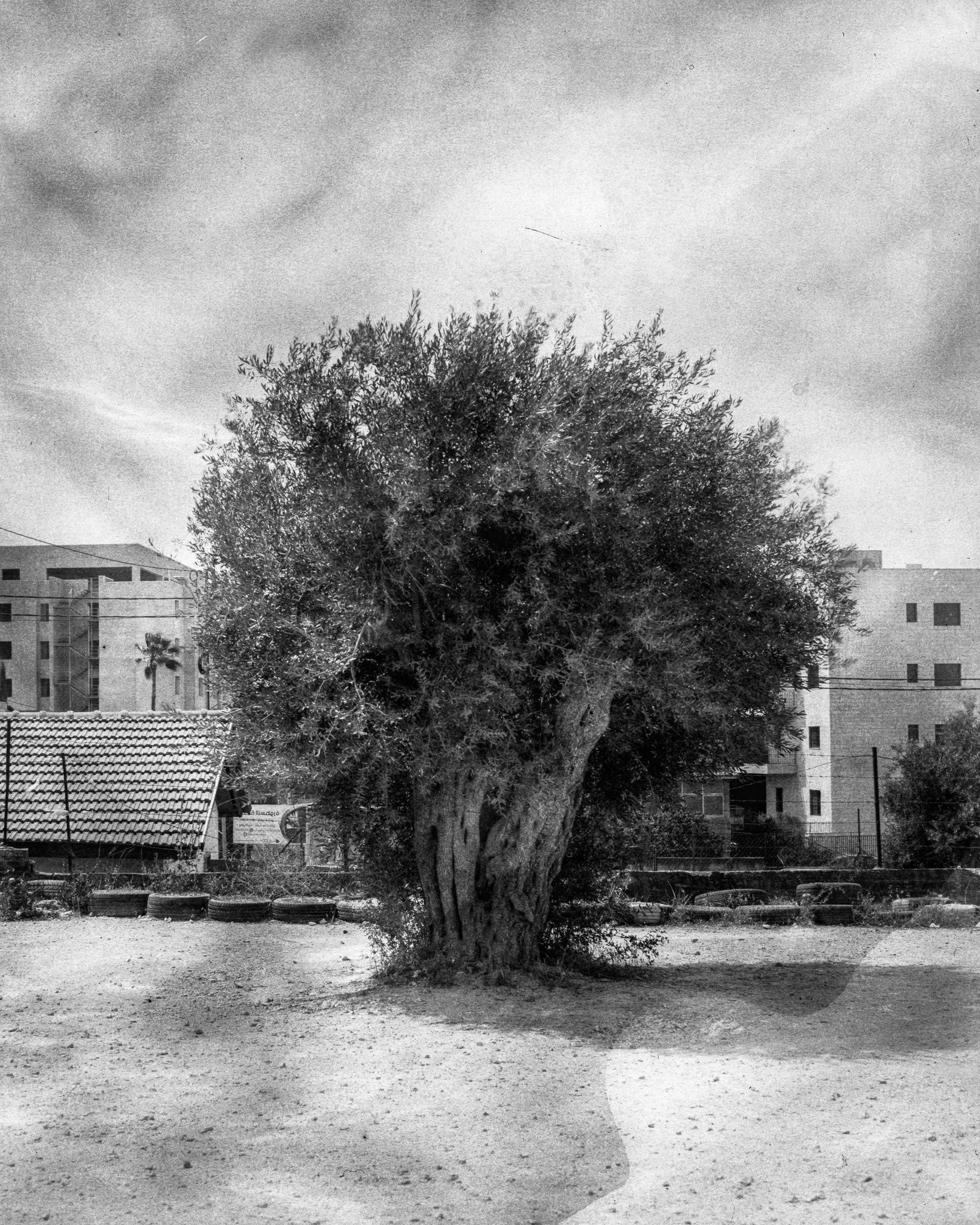 Hello this is Sami Sorasalmi, sharing images from my series Uprooted Legacy.

My work features portraits of olive trees in Palestine. 

-

Olive trees and their branches have stood as symbols of peace, reconciliation, and hope in various cultures and