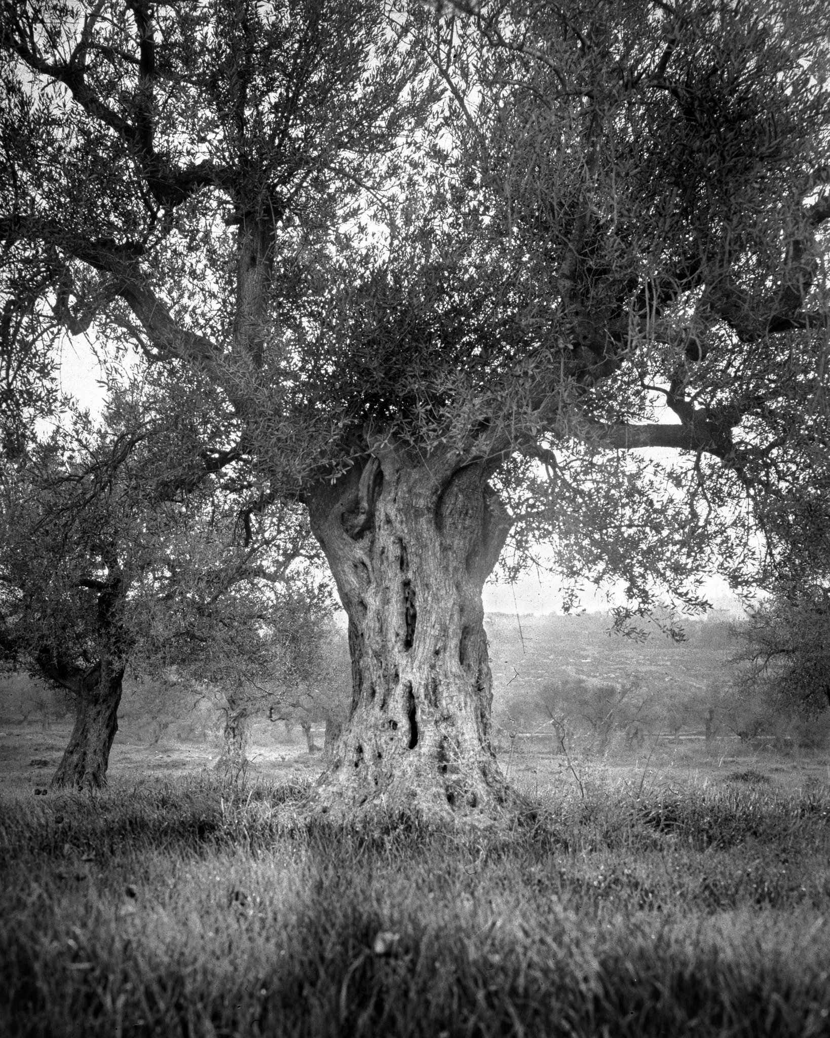 Hello this is Sami Sorasalmi, sharing images from my series Uprooted Legacy.

My work features portraits of olive trees in Palestine. 

-

Olive trees and their branches have stood as symbols of peace, reconciliation, and hope in various cultures and