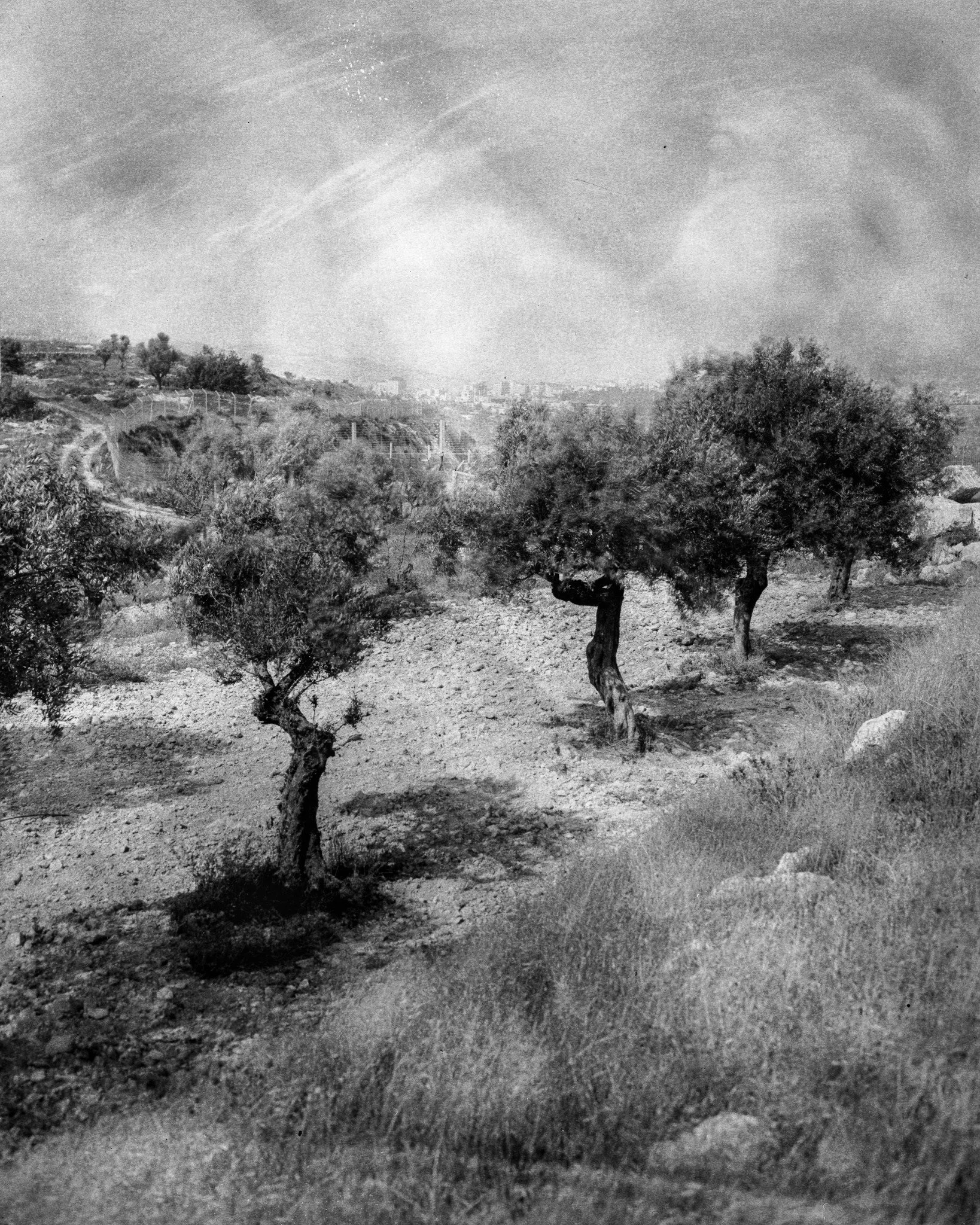 Hello this is Sami Sorasalmi, sharing images from my series Uprooted Legacy.

My work features portraits of olive trees in Palestine. 

-

Olive trees and their branches have stood as symbols of peace, reconciliation, and hope in various cultures and