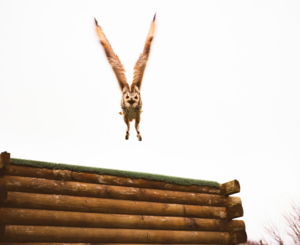 Yvette Monaghan (Ireland)