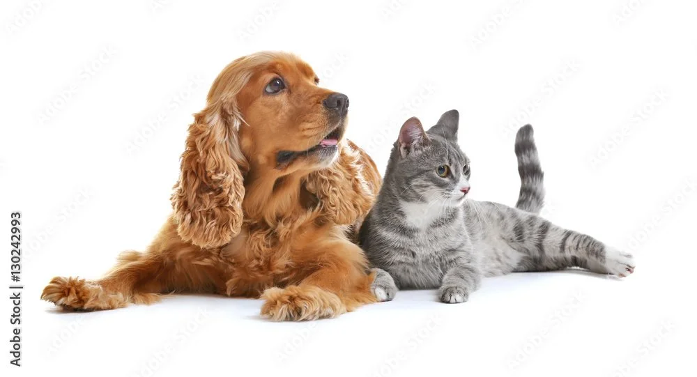 At Thanksgiving, Are We Like Dogs or Cats?