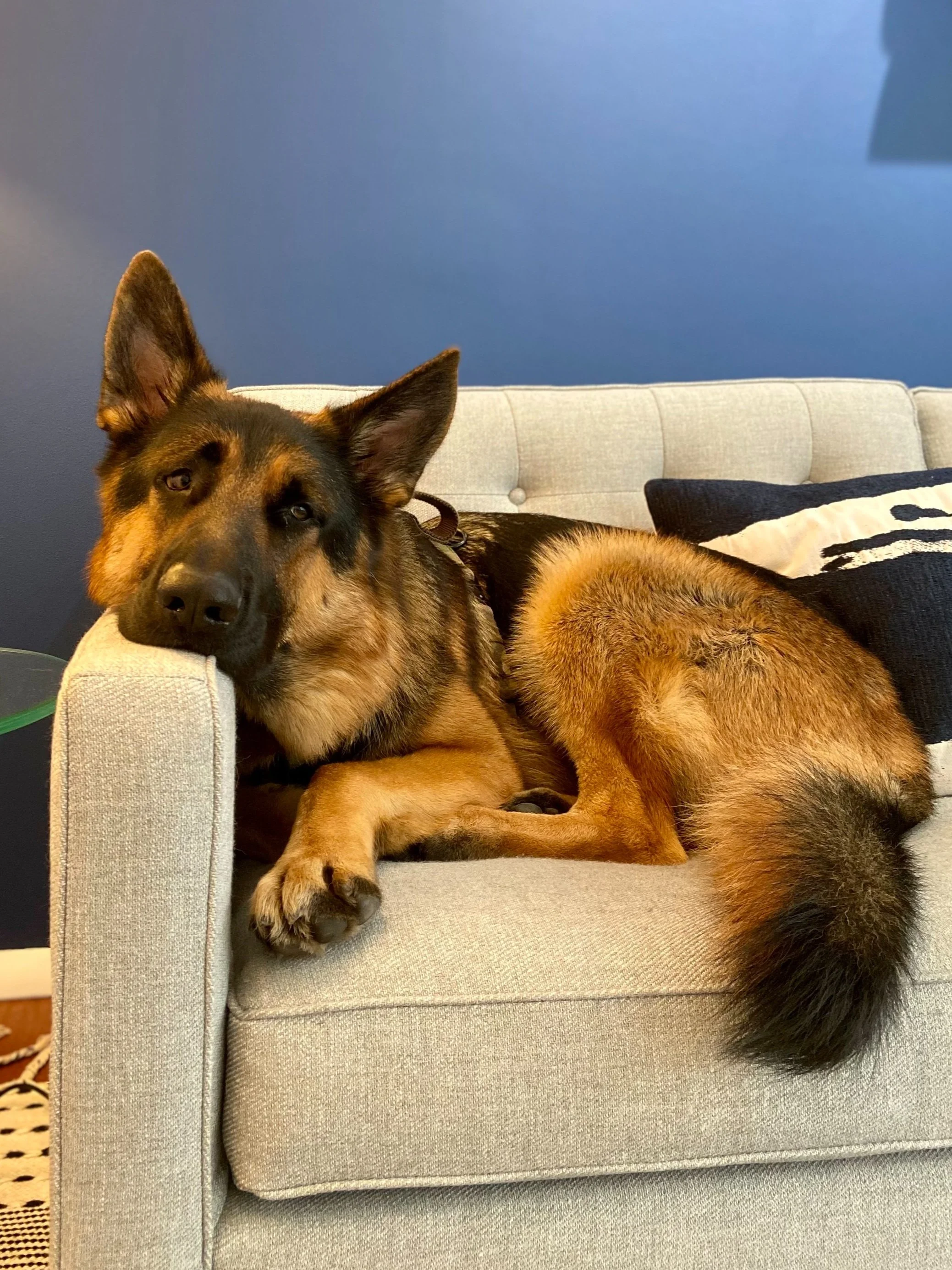 German Shepherd lying on a beige sofa against a blue wall