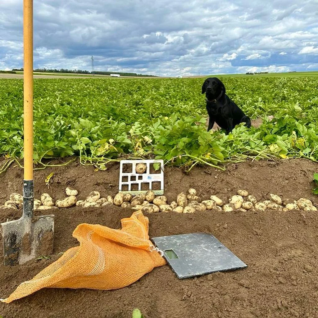 Suivi de nos cultures de pommes de terre (sous le beau ciel bleu du mois d&rsquo;ao&ucirc;t 🥲)&hellip;
Et l&rsquo;arriv&eacute;e de la nouvelle r&eacute;colte est imminente! 😍

🏁 Elle d&eacute;butera Mercredi! 

🎯 Un suivi r&eacute;gulier et pr&e