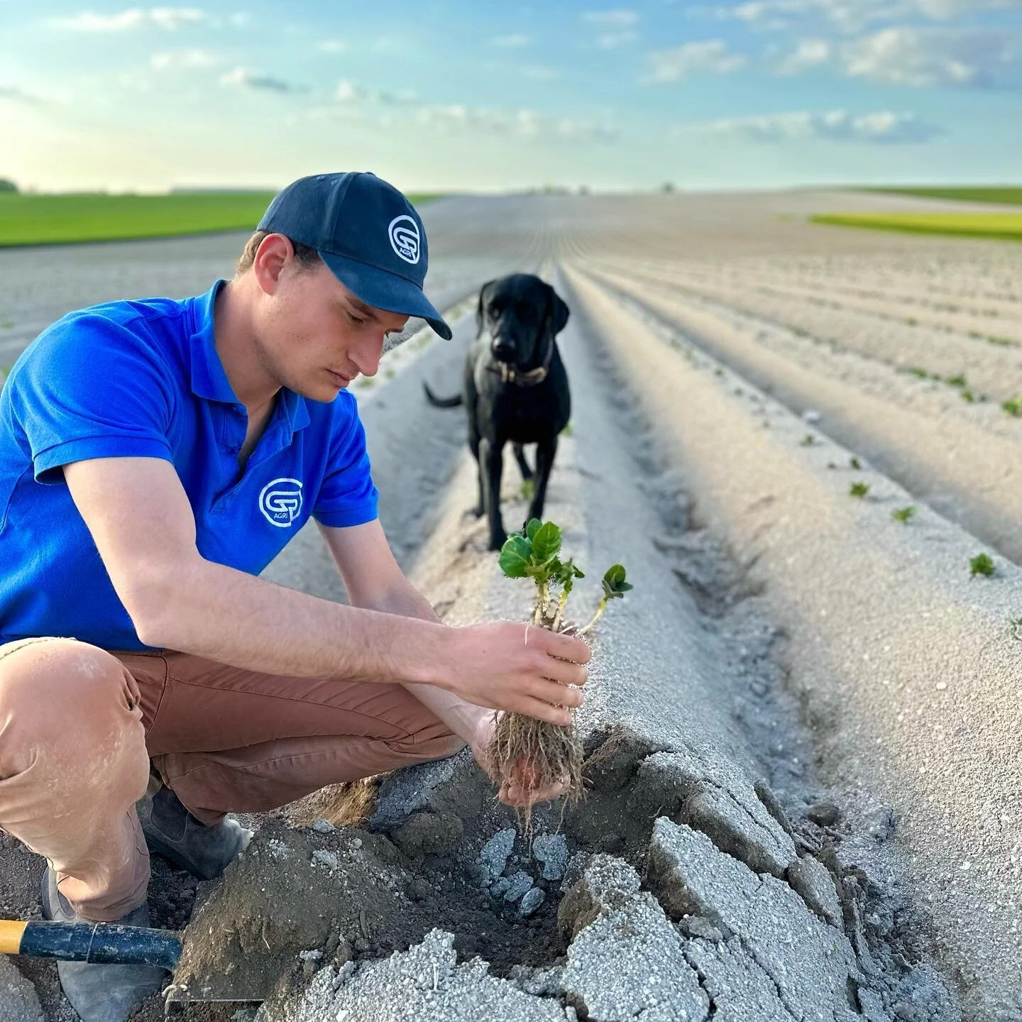 Surveill&eacute;es de tr&egrave;s pr&egrave;s par Rubie 🐶, les premi&egrave;res feuilles des plants de pommes de terre pointent le bout de leur nez! 

🌱 Le d&eacute;veloppement des pommes de terre requiert en effet une attention particuli&egrave;re