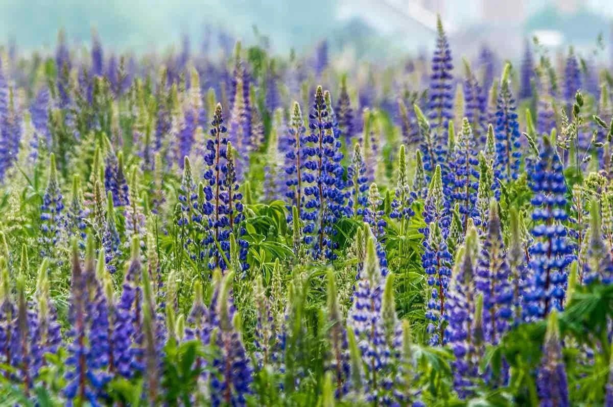 Purple wildflowers in field with blurred blue sky