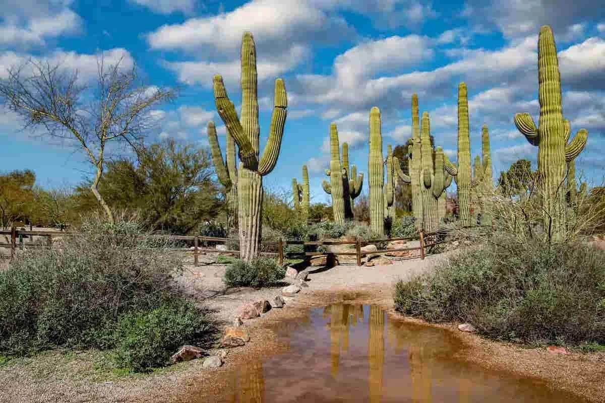 Cactus and puddle outside in Gilbert, AZ