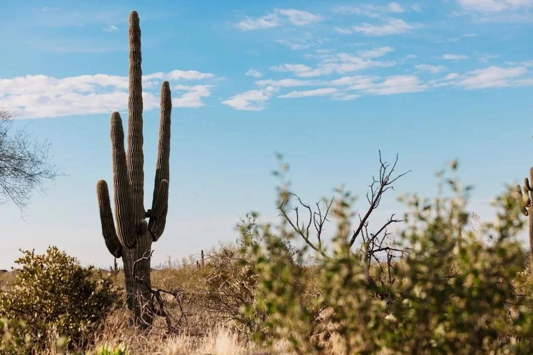 Cactus outside in Scottsdale