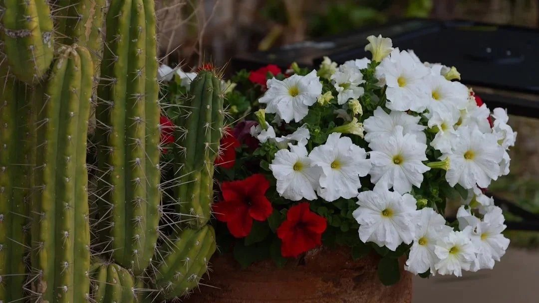 Cactus and red and white desert flowers