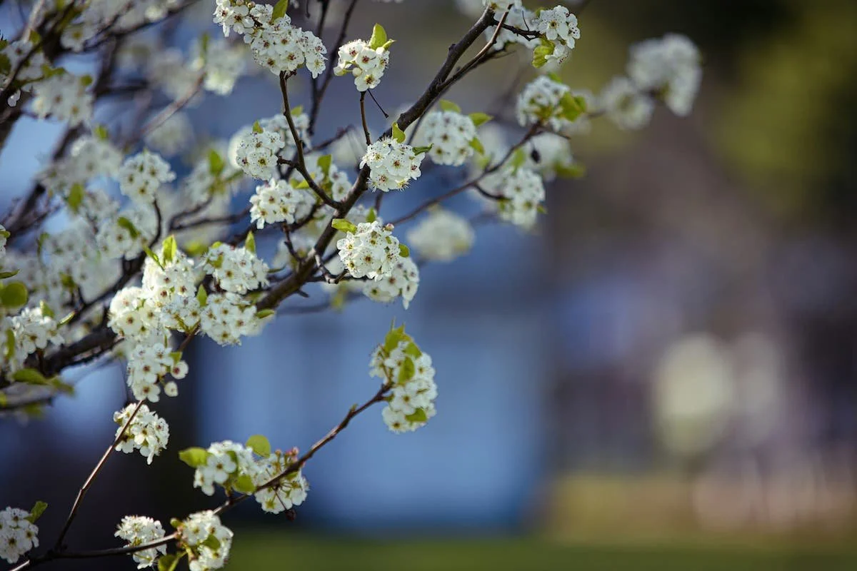 Flowers on tree in Newton Massachusetts