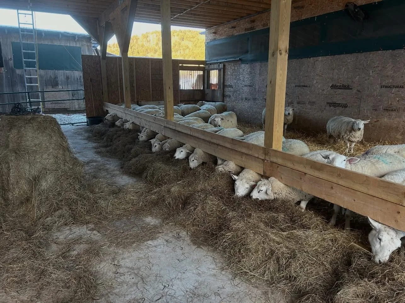 Sheep in the Barn
