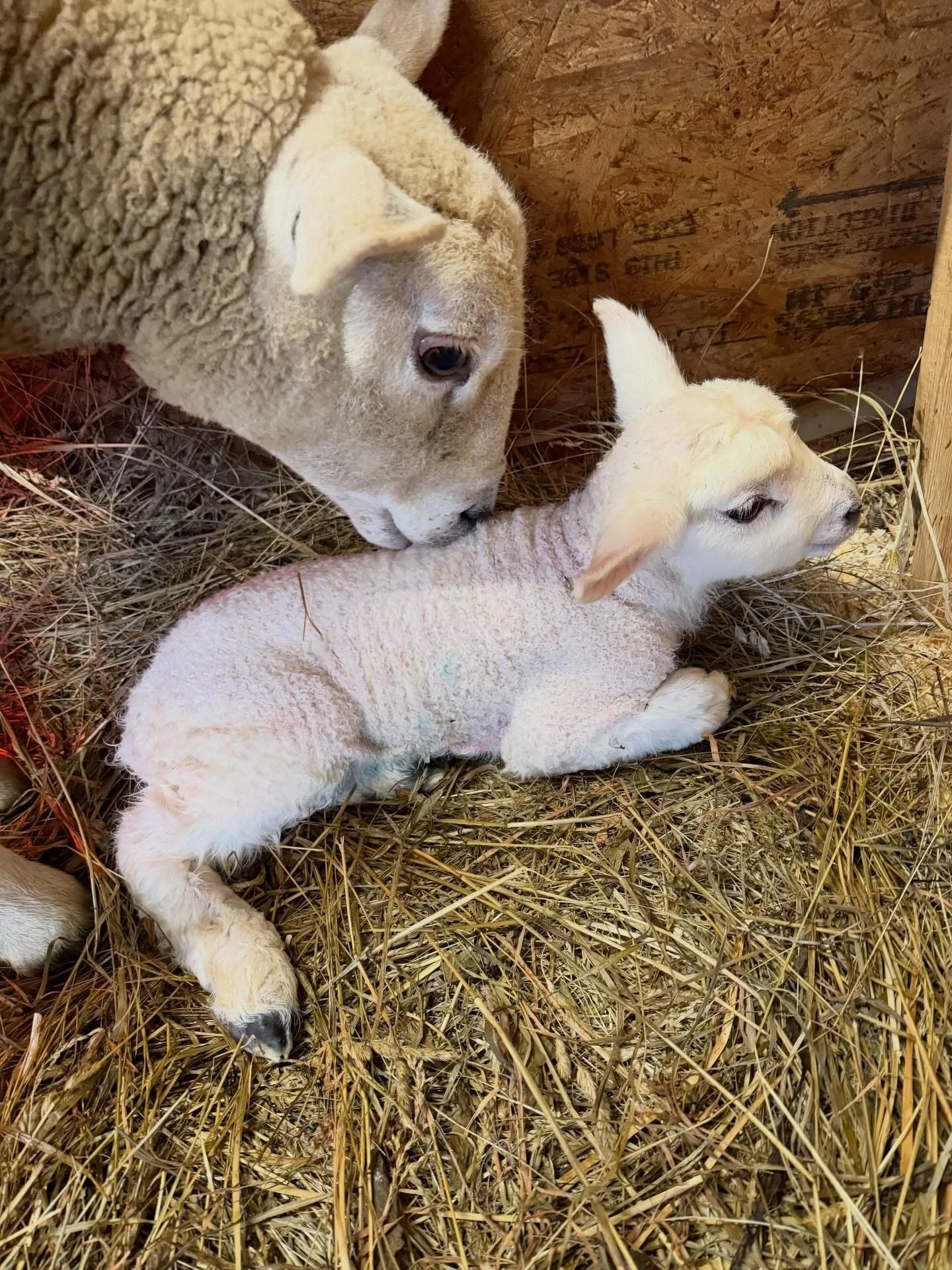 Ewe Lamb