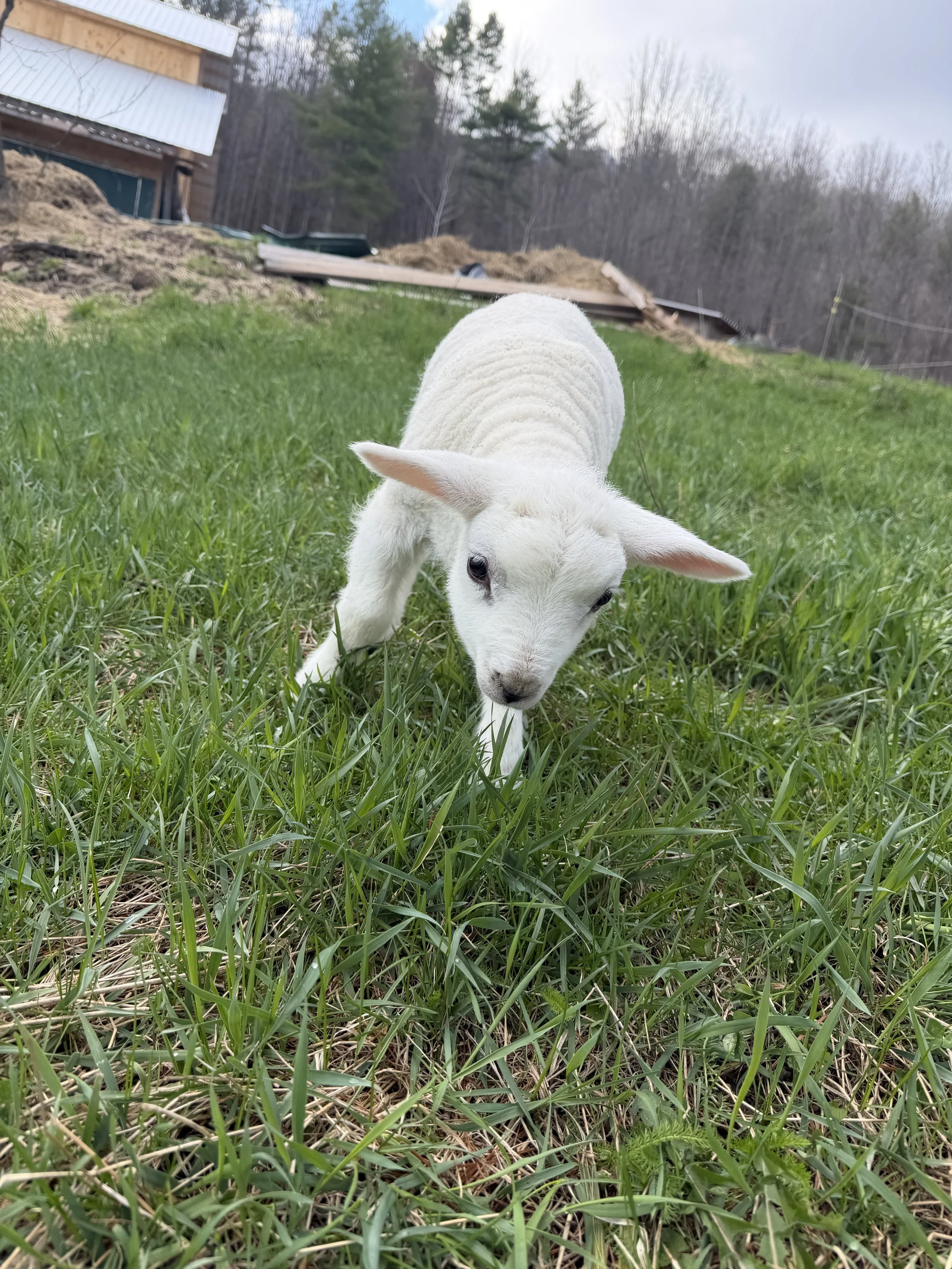 Sausage the Lamb