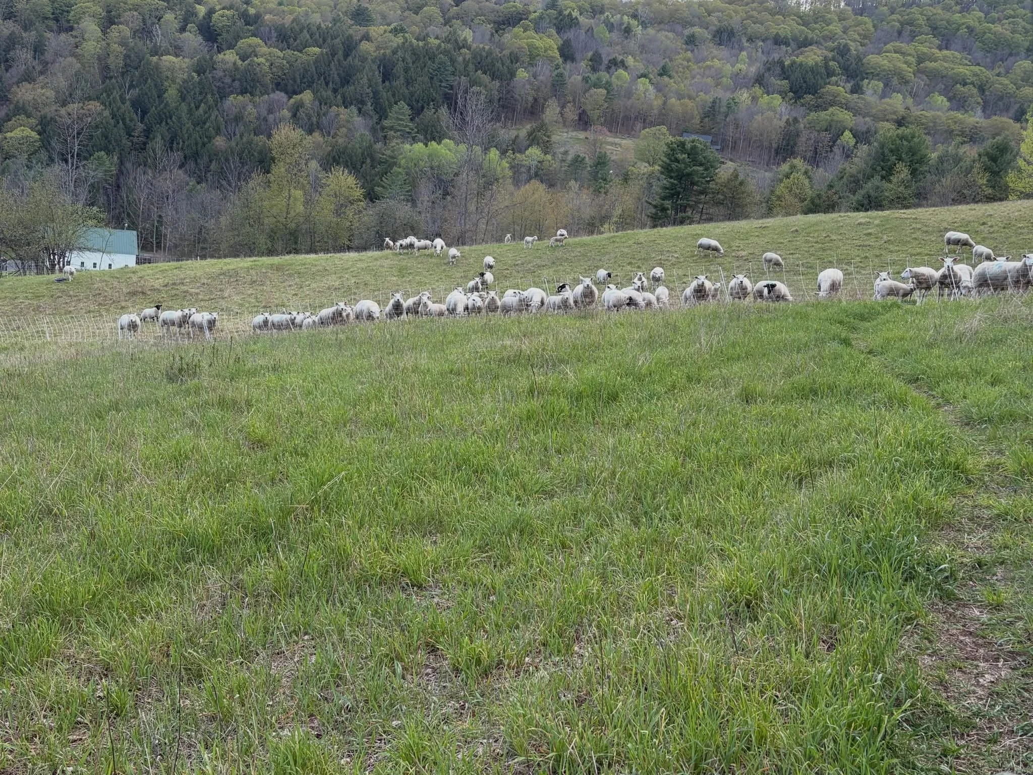Lots of Sheep