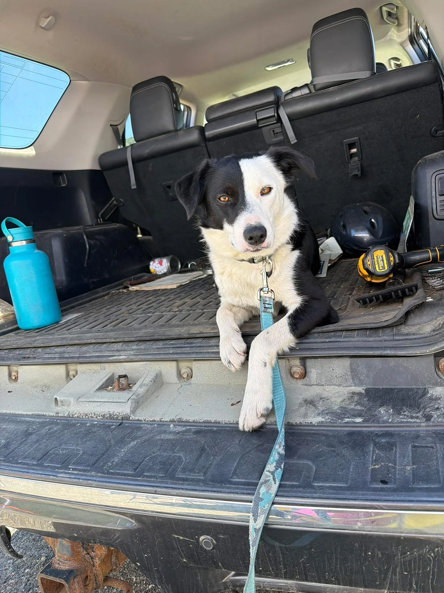 Josie at the Market