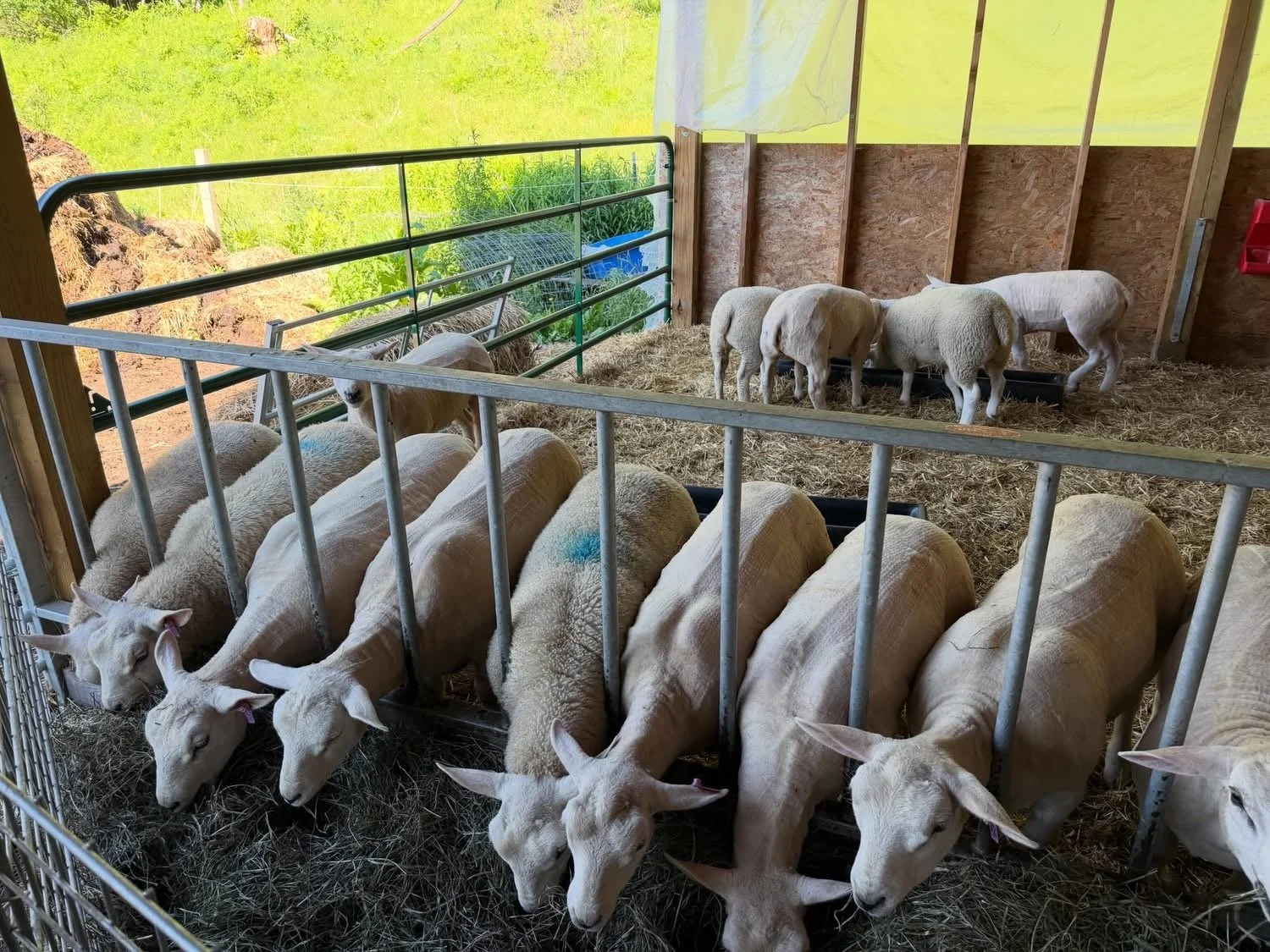 Shearing Time