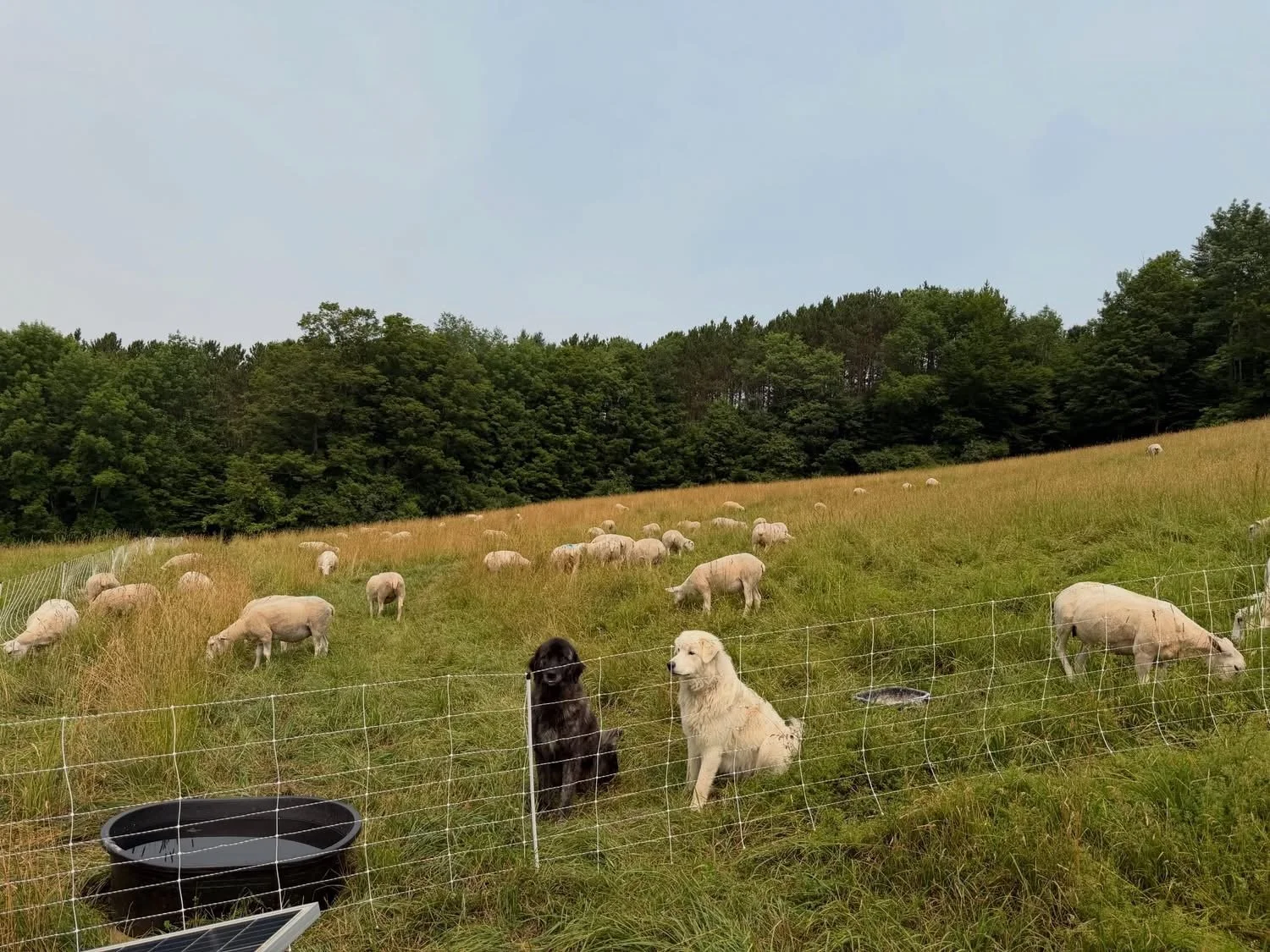 New Pasture