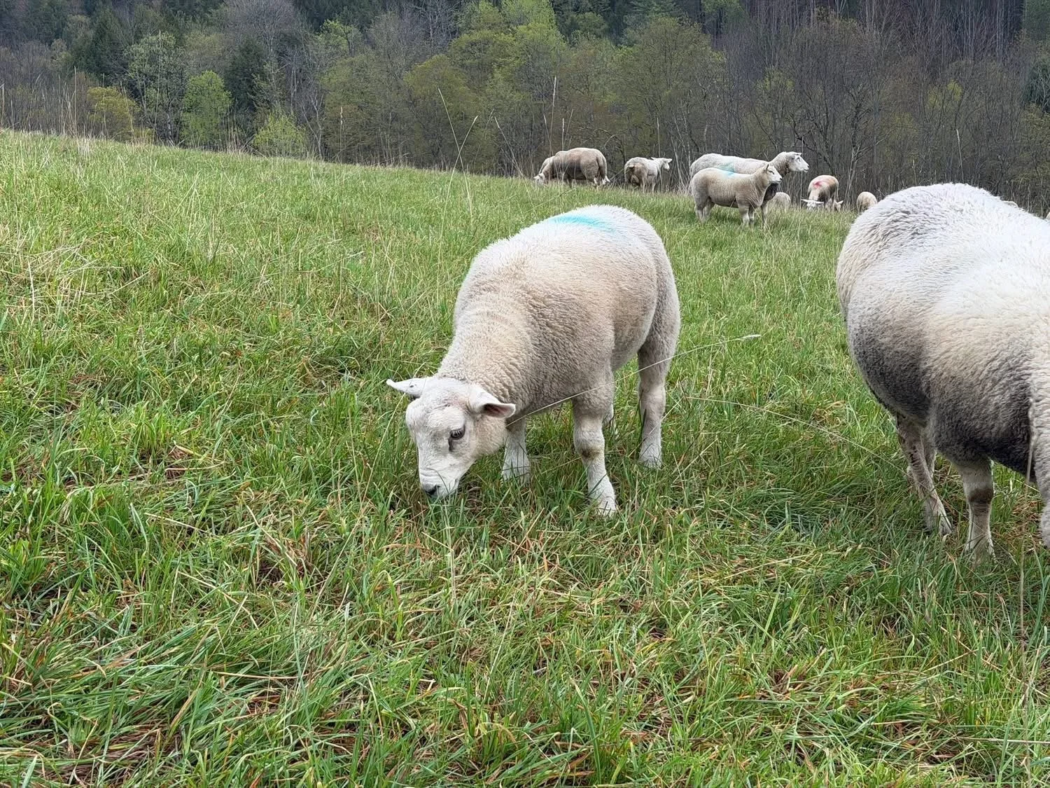 IMG_9748.JPG