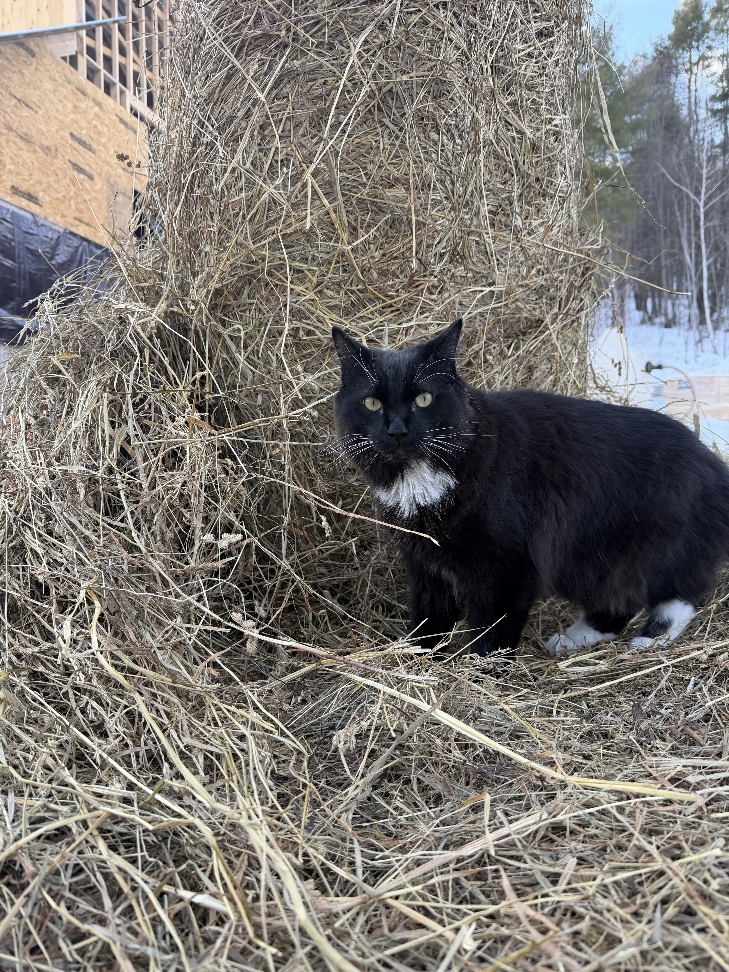 His favorite favorite place to be