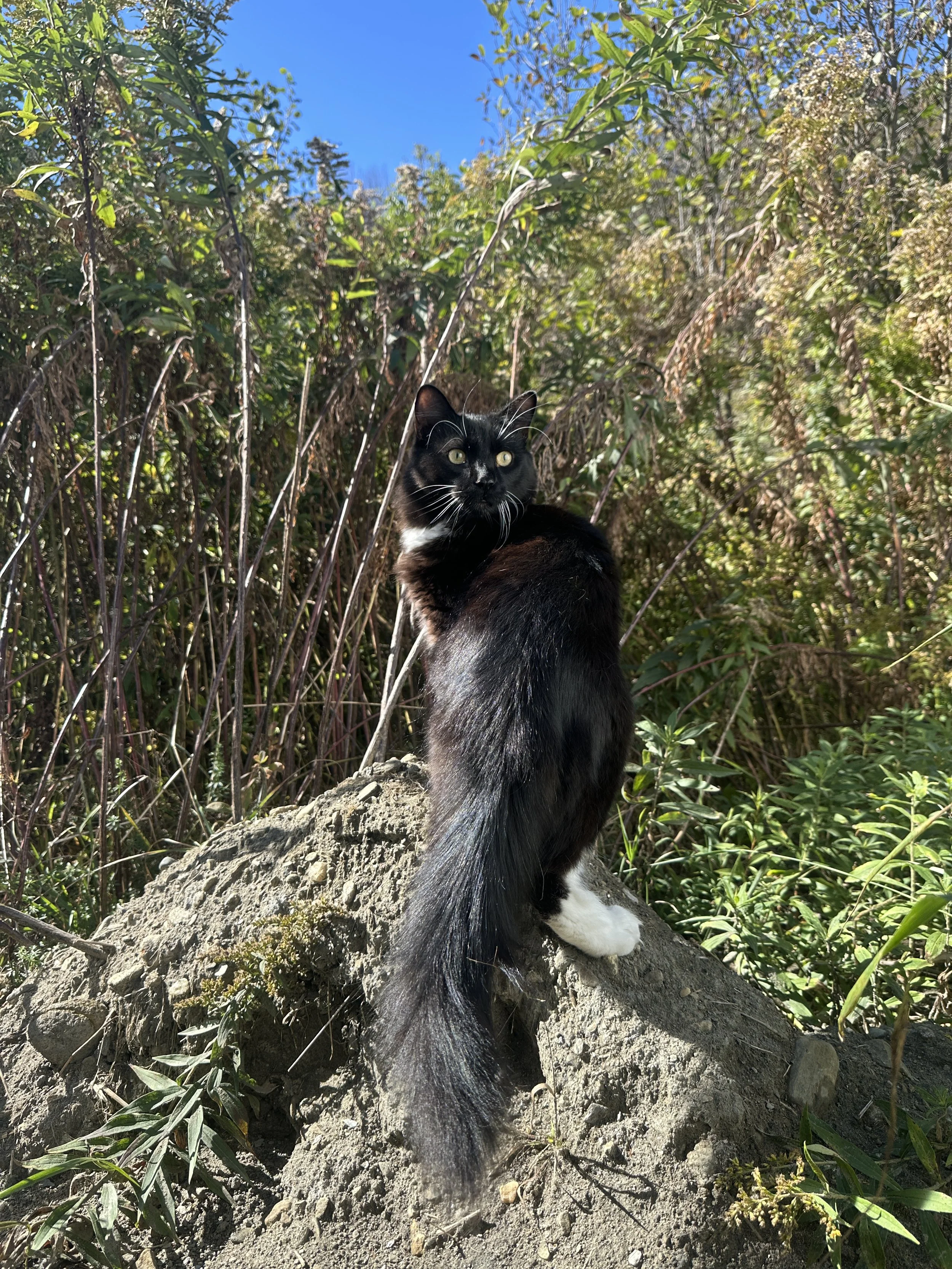 Beetlejuice loves to be in the outdoors