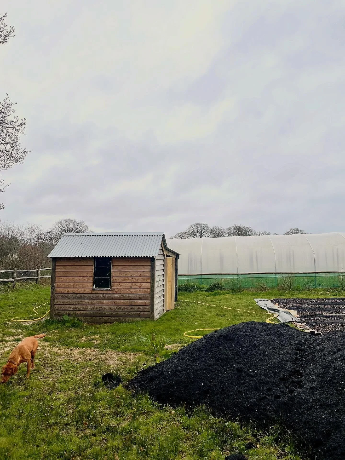 Little shed weathering in nicely.