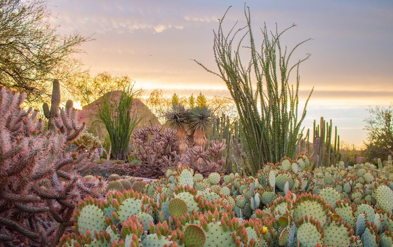 desert-botanical-garden-phoenix-cactus-garden-sunset-landscape.jpg