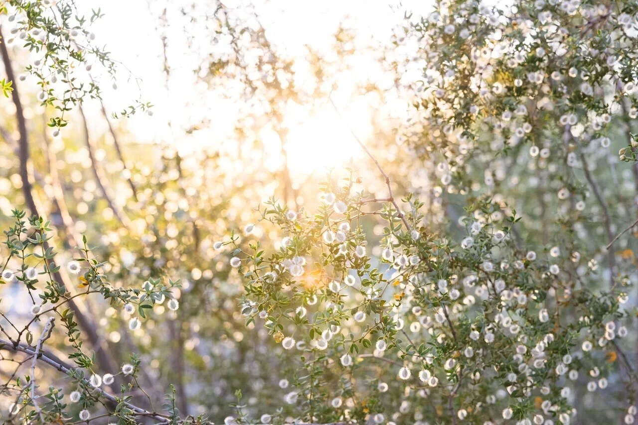 desert-botanical-garden-phoenix-desert-plant-sunlight-closeup.jpg