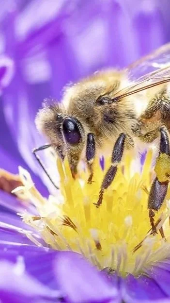 bee-pollinator.jpg