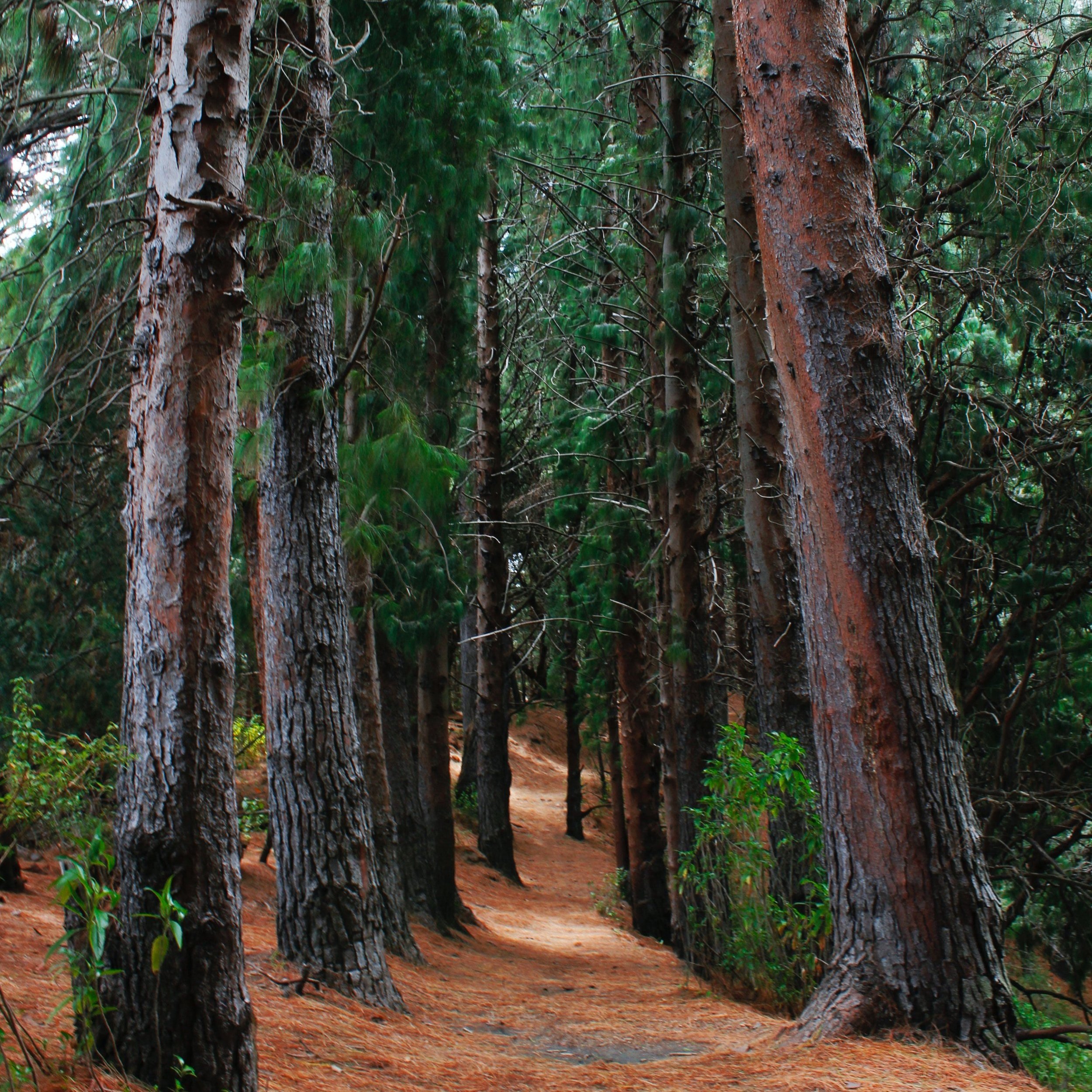 Mindful Escapes in Santa Cruz: A Practical Guide to Finding Calm