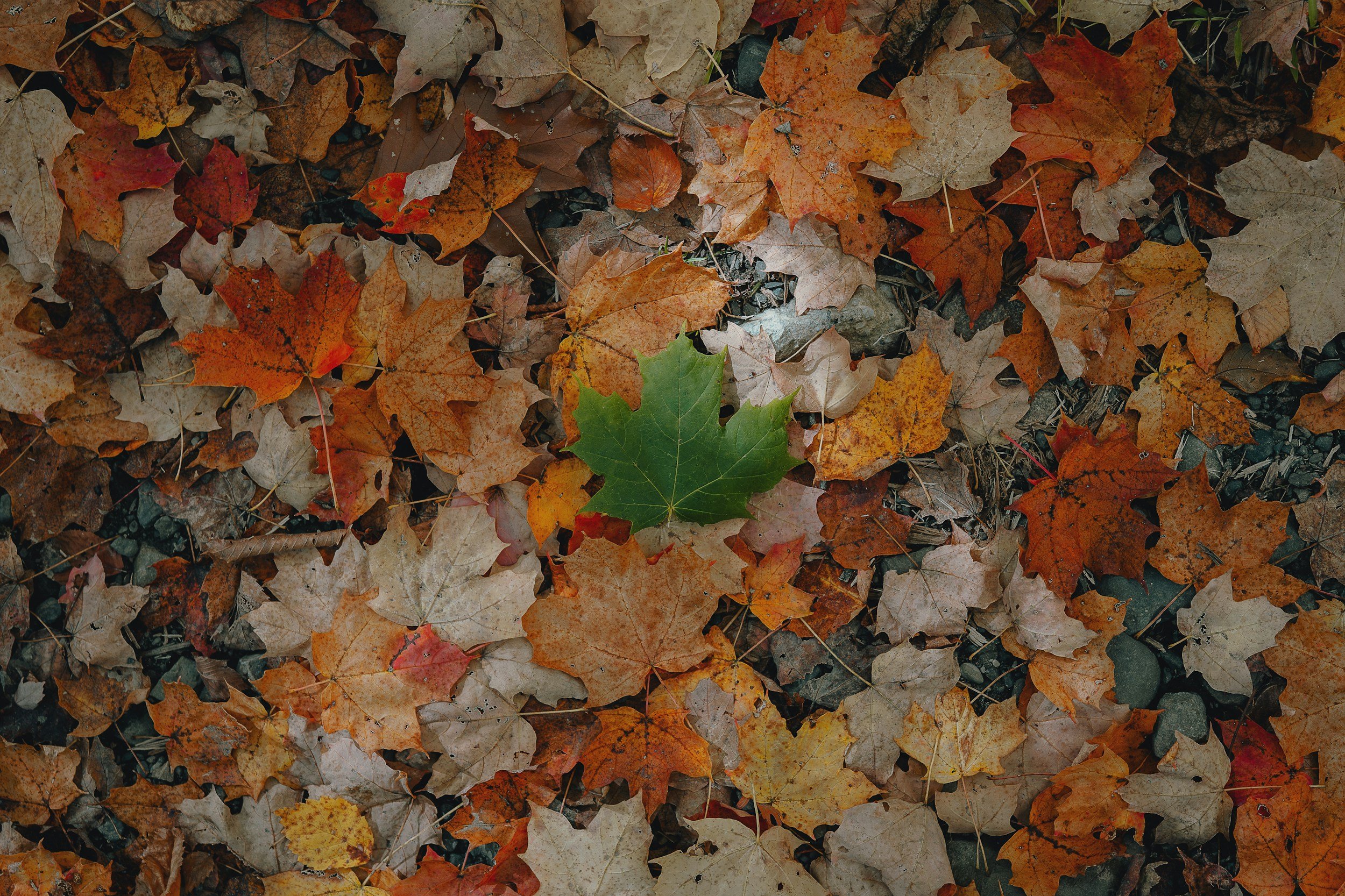 a pile of fall leaves with one green oak leaf sitting on top representing transformation through trauma therapy or enneagram therapy in los angeles or san francisco