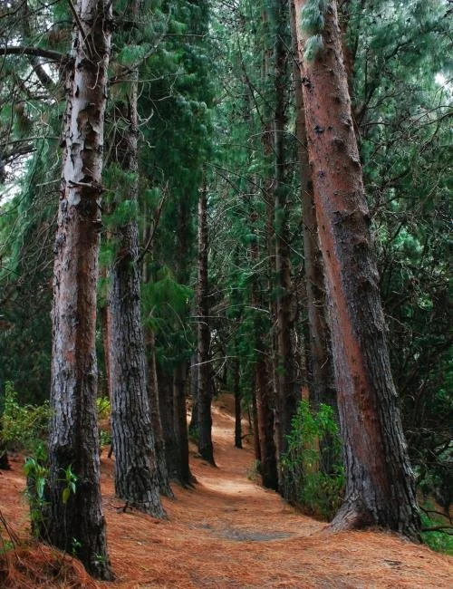 Mindful Escapes in Santa Cruz: A Practical Guide to Finding Calm