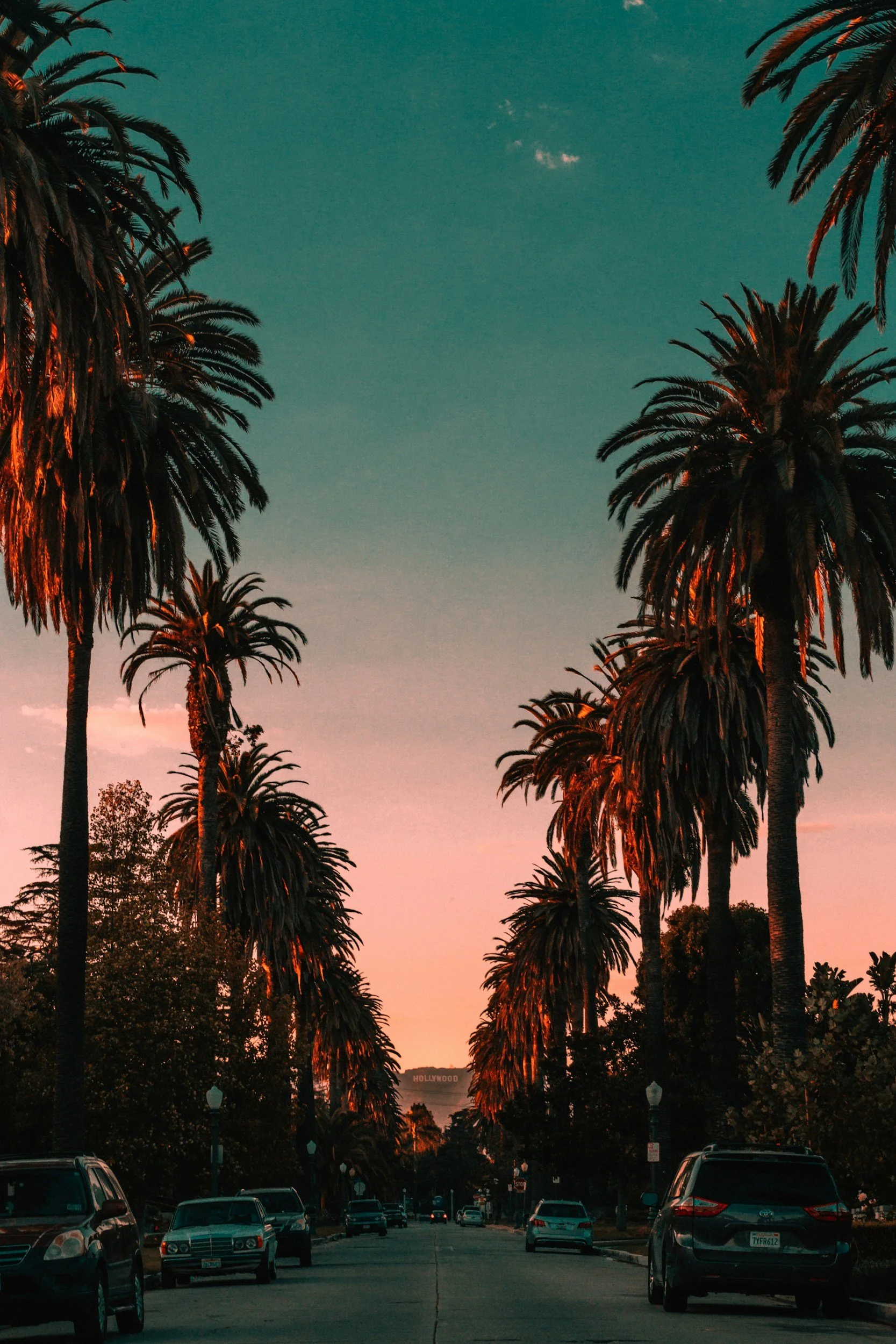 backlit palm trees representing calm scene for EMDR Therapy in California