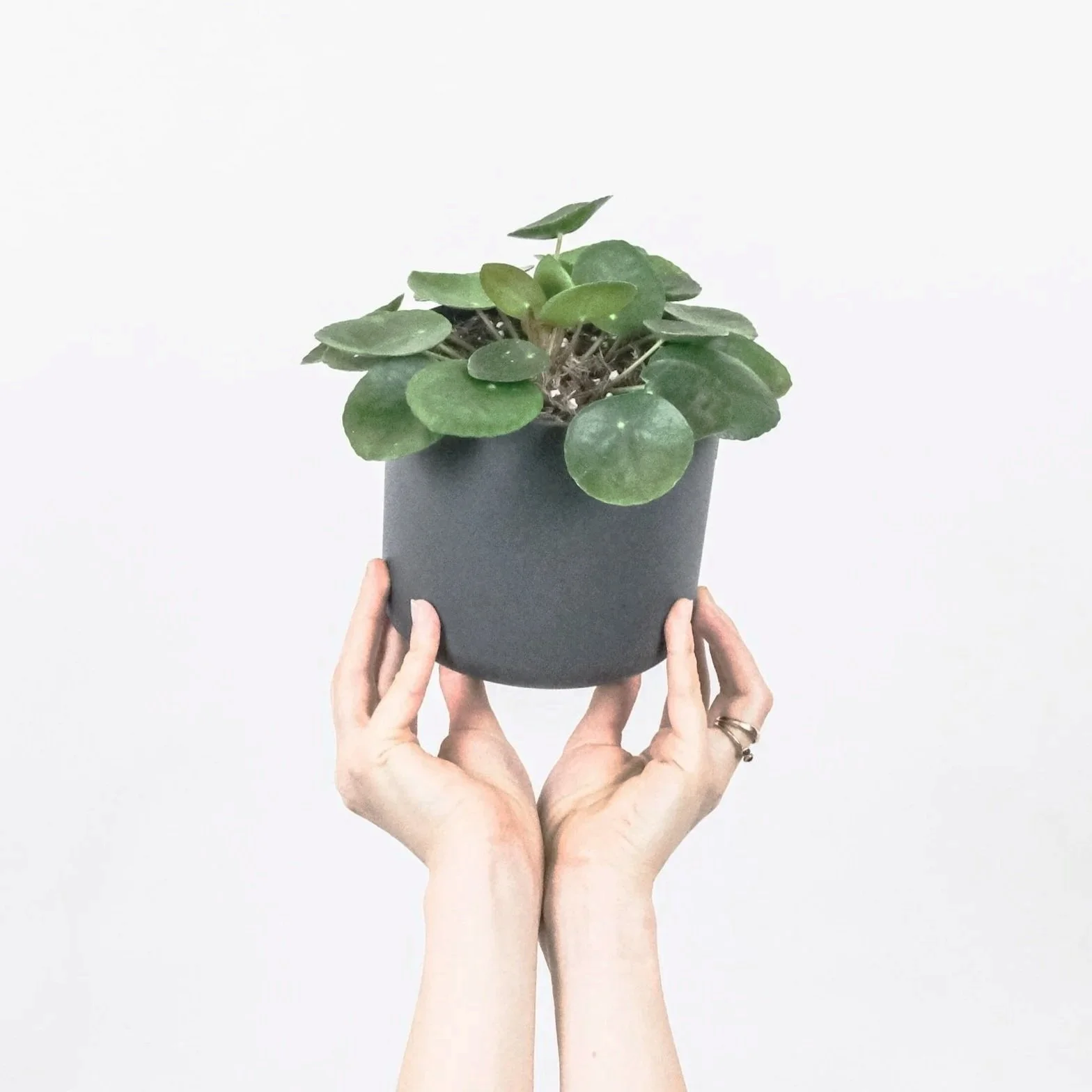 A small plant held up by hands symbolizing resilience and growth in therapy for late diagnosed ADHD and late diagnosed autism adults.