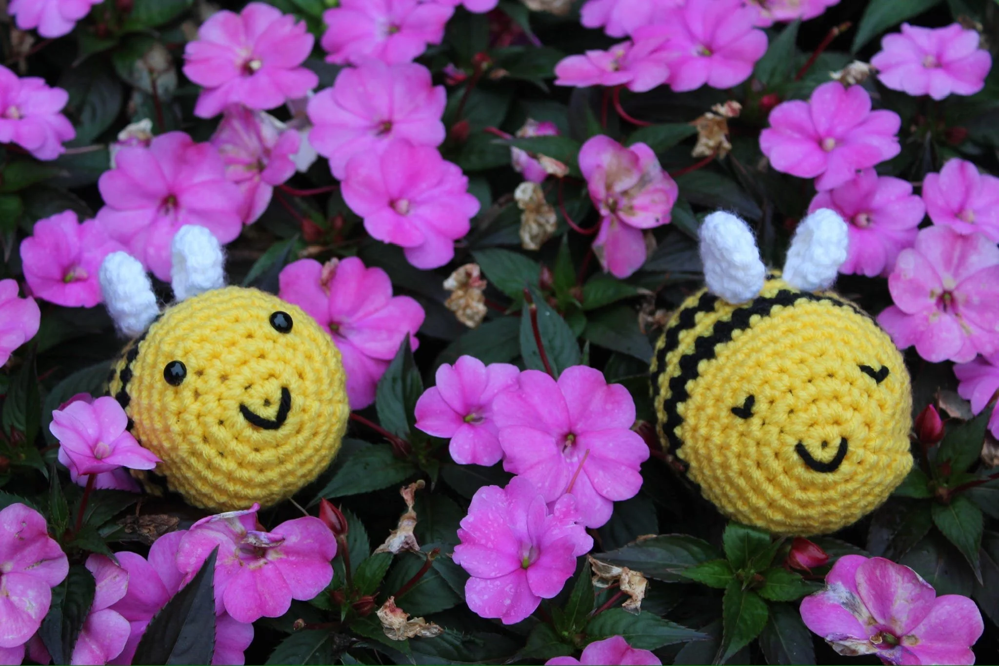 Normal Bees in flowers.jpeg