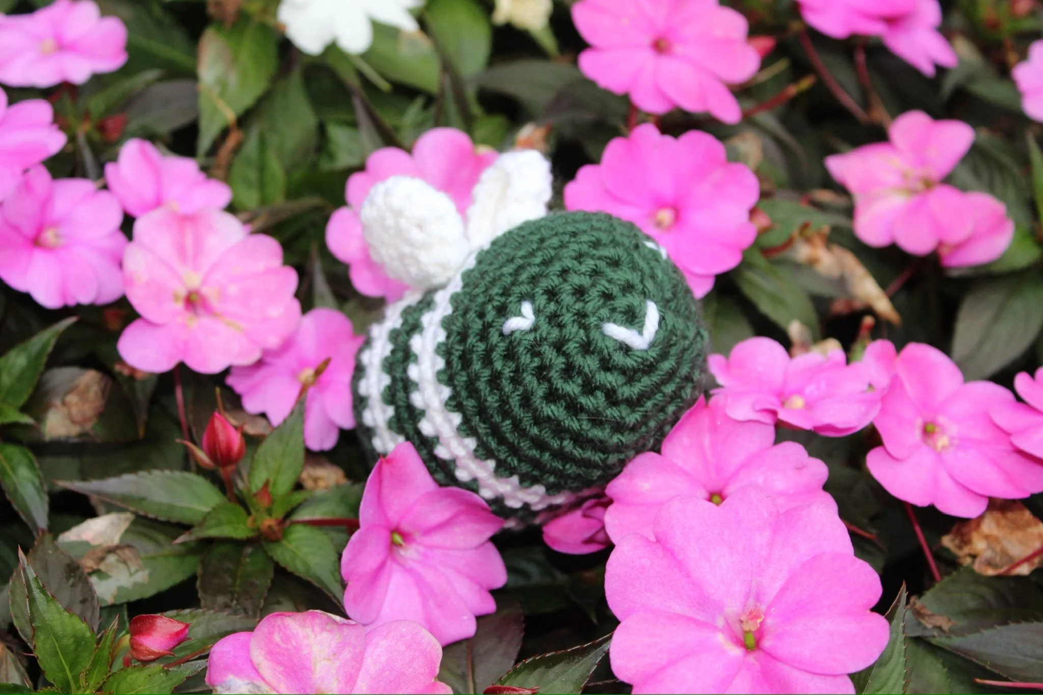 MSBee in flowers 2.jpeg