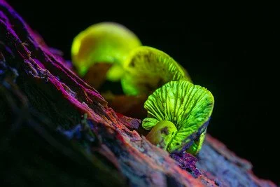 Close up of a mushroom