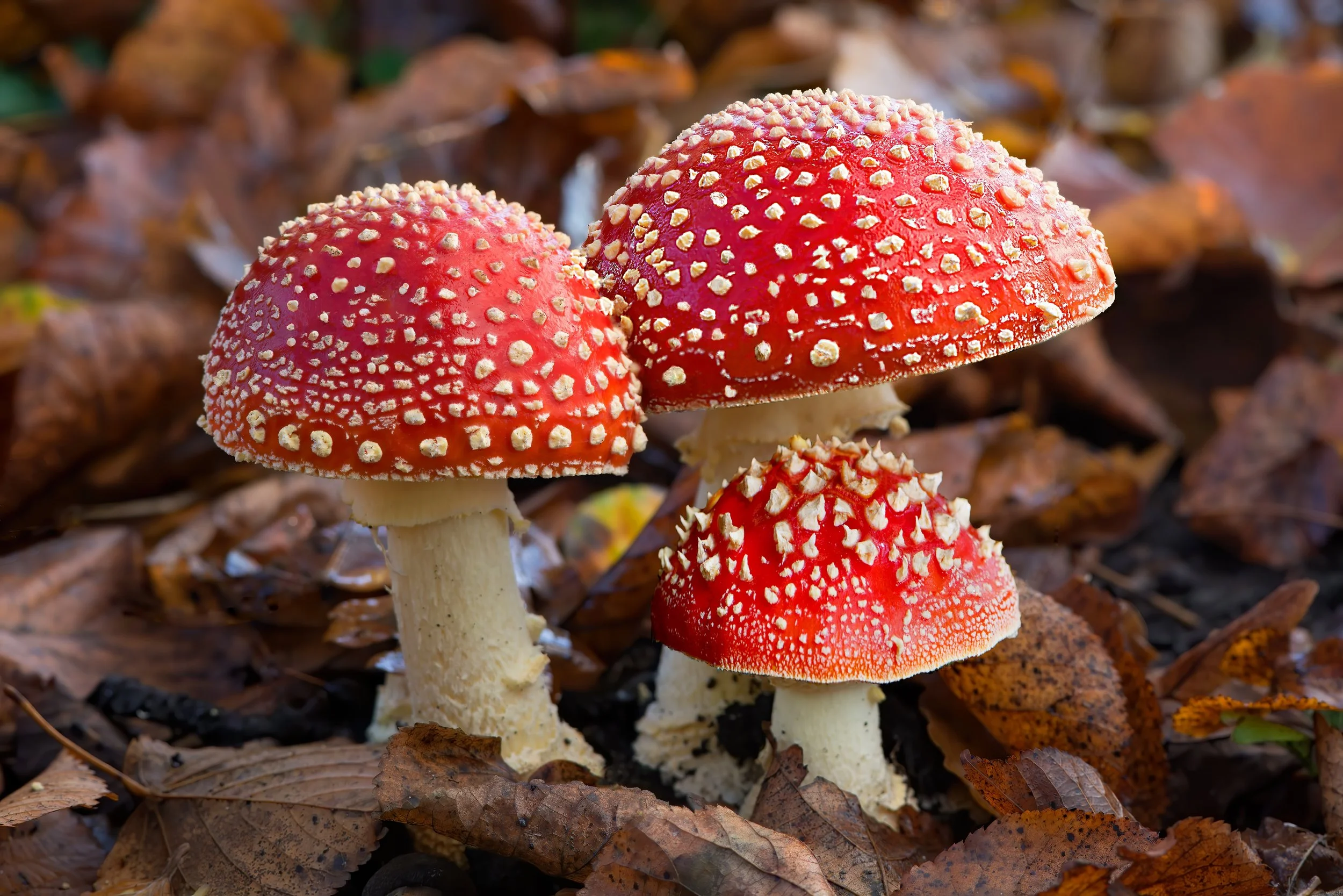 fly agaric