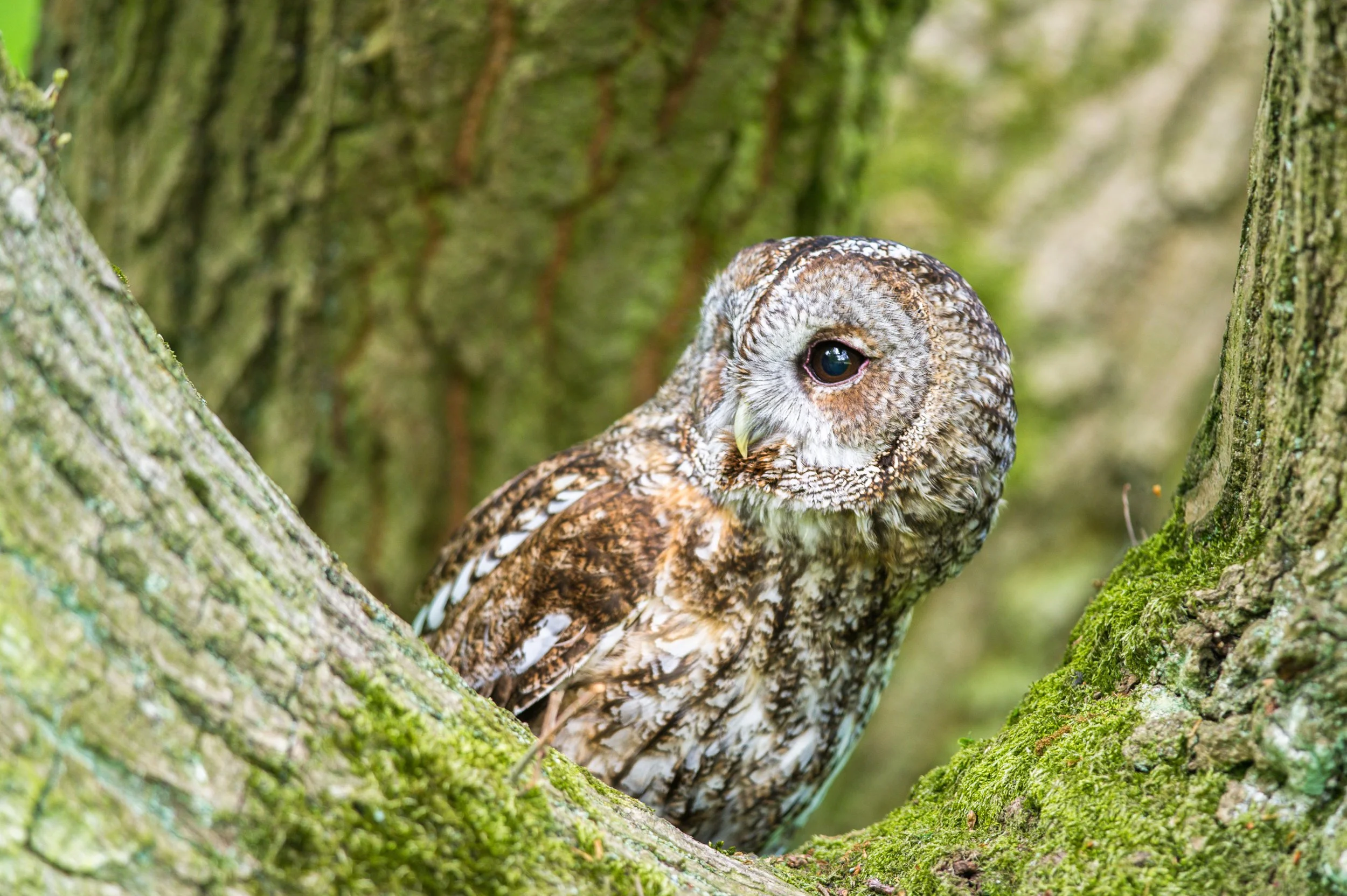 tawny owl