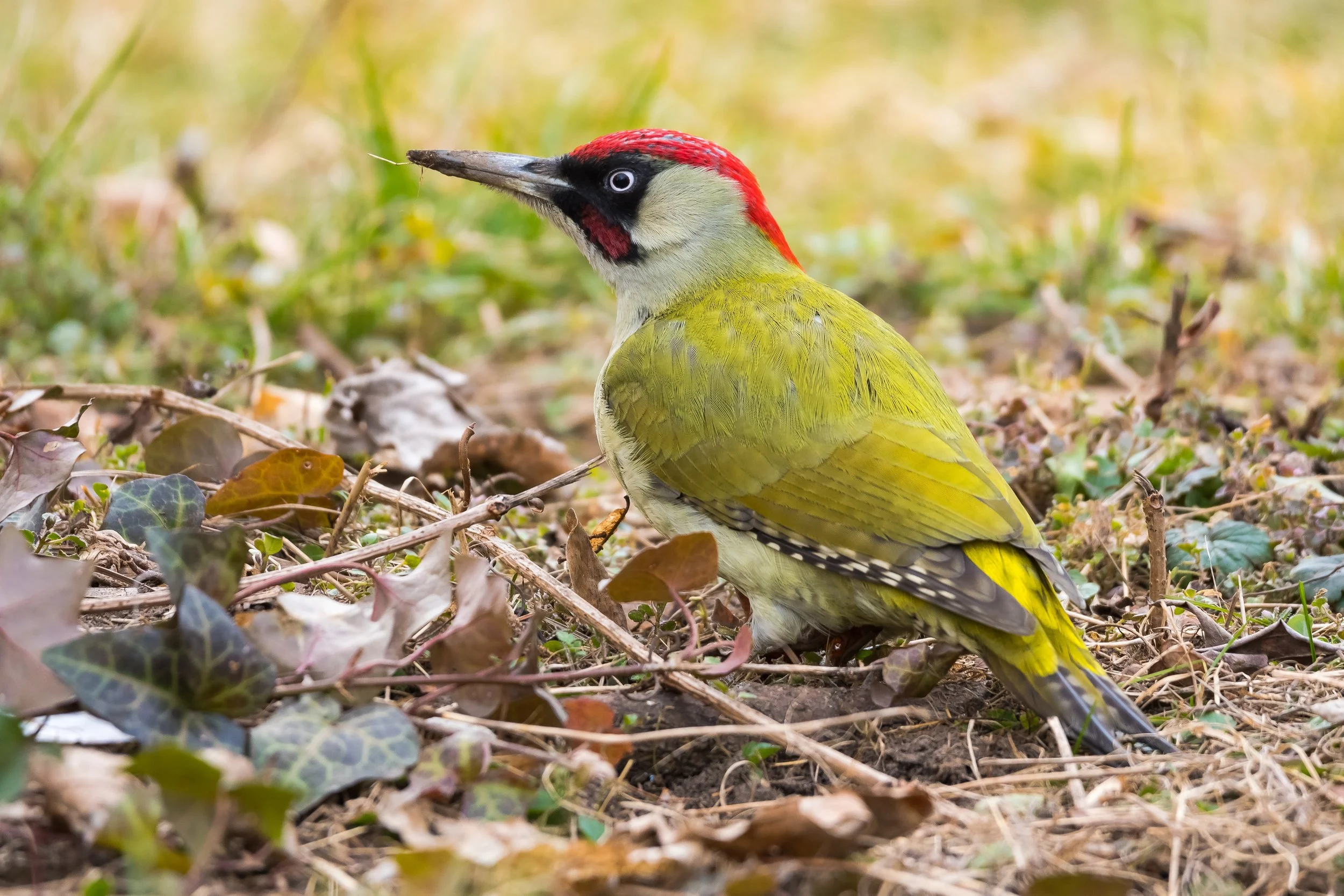 green woodpecker