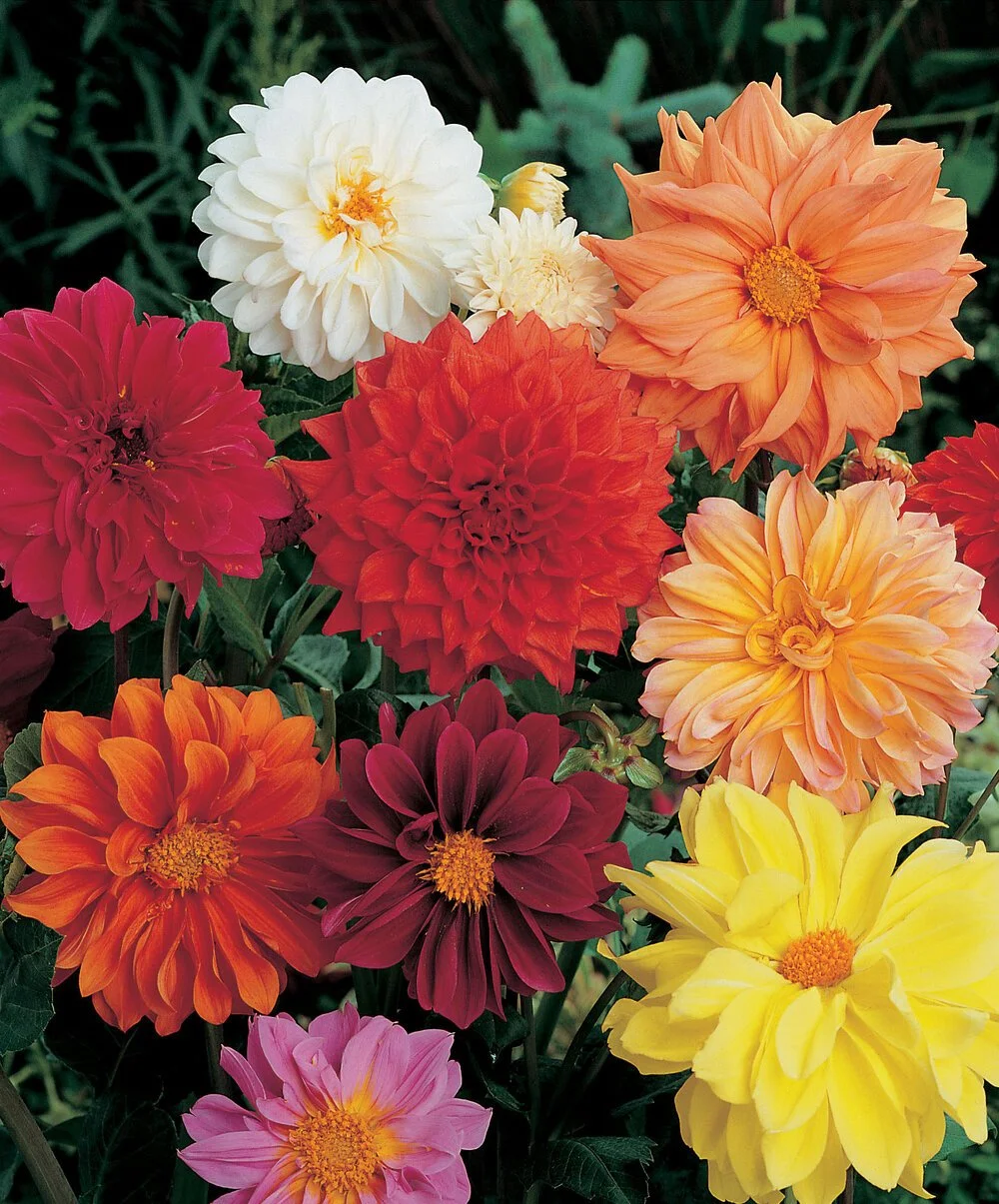 Dahlia Mix