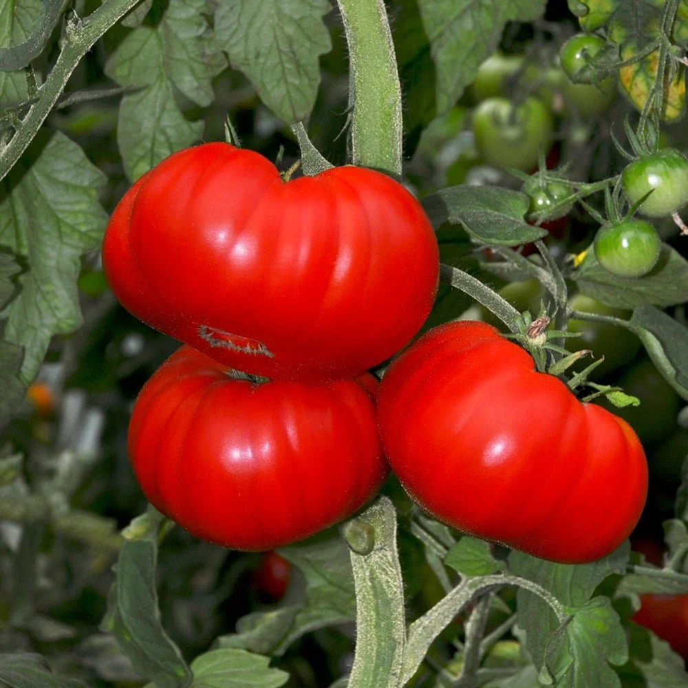 Gardan Bounty Sampler