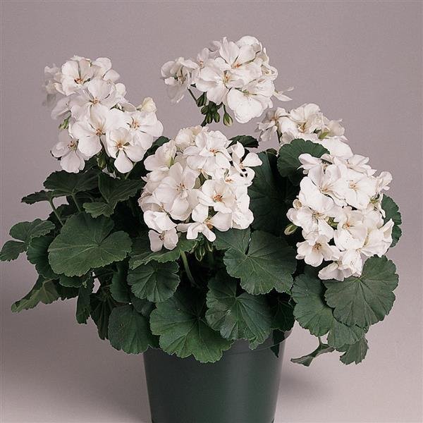 Zonal Geraniums
