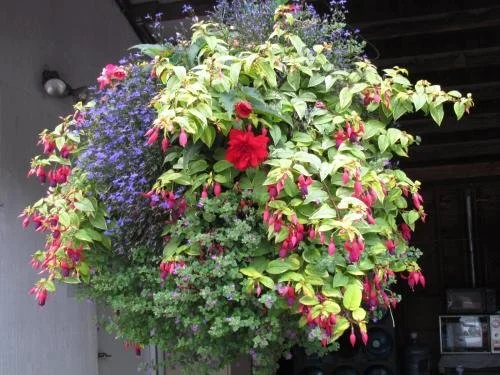 Hanging Basket