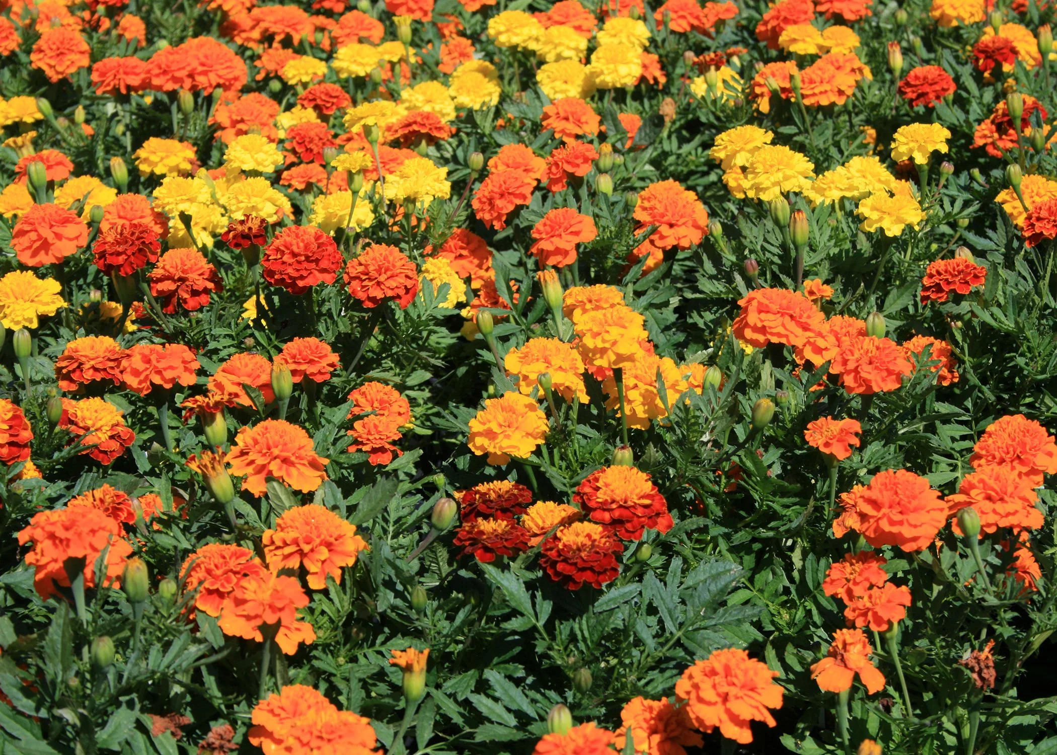 Marigold 'Dwarf Mix'