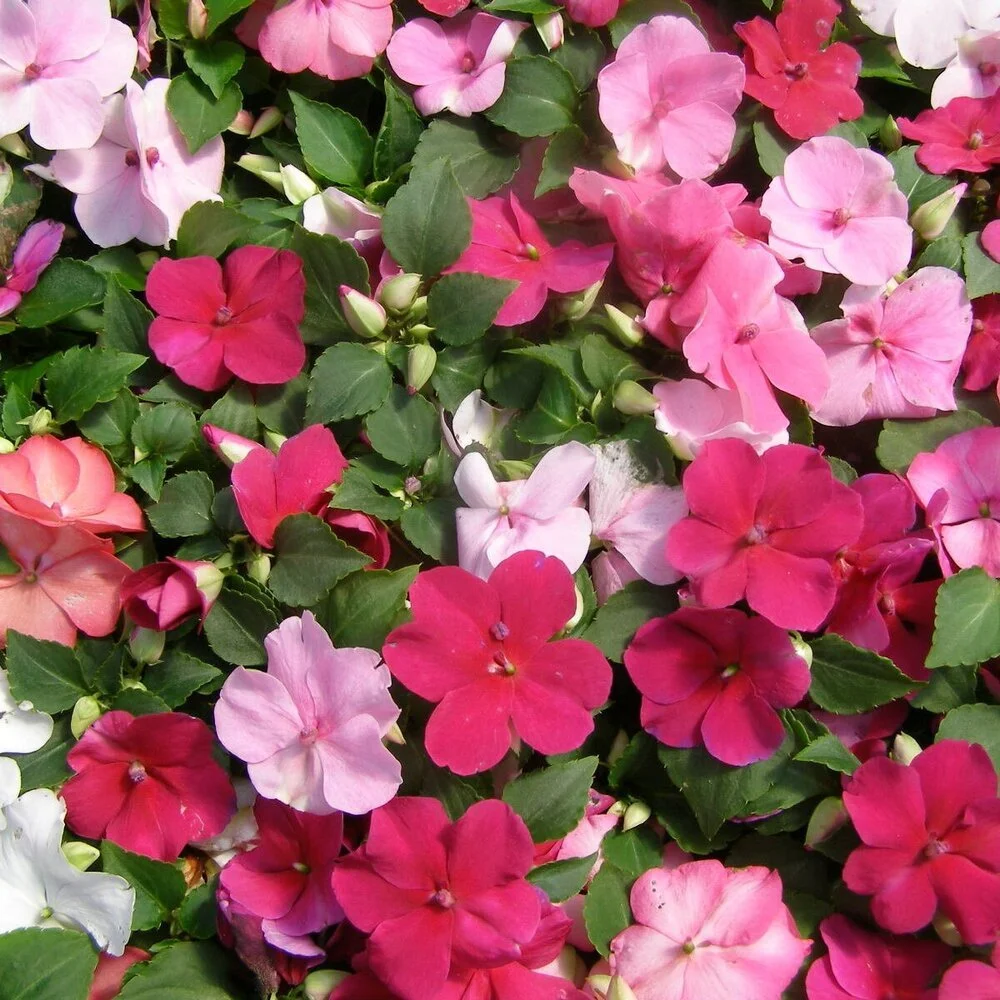 Impatiens Mix