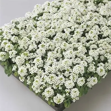 Alyssum Mix
