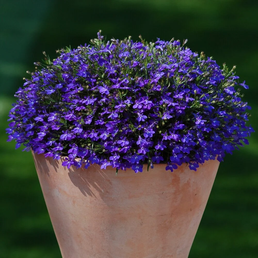 Lobelia, Blue Trailing
