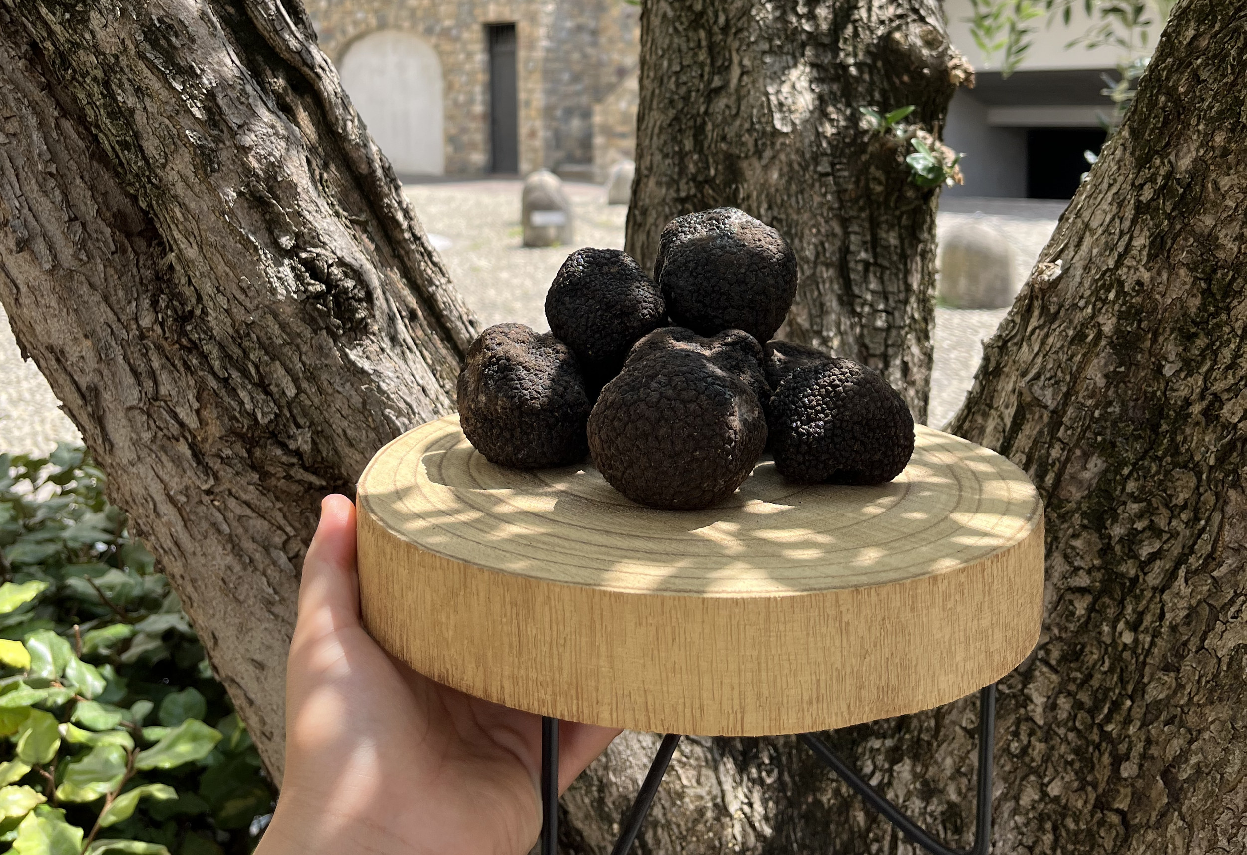 Truffle Week: il tartufo nero estivo