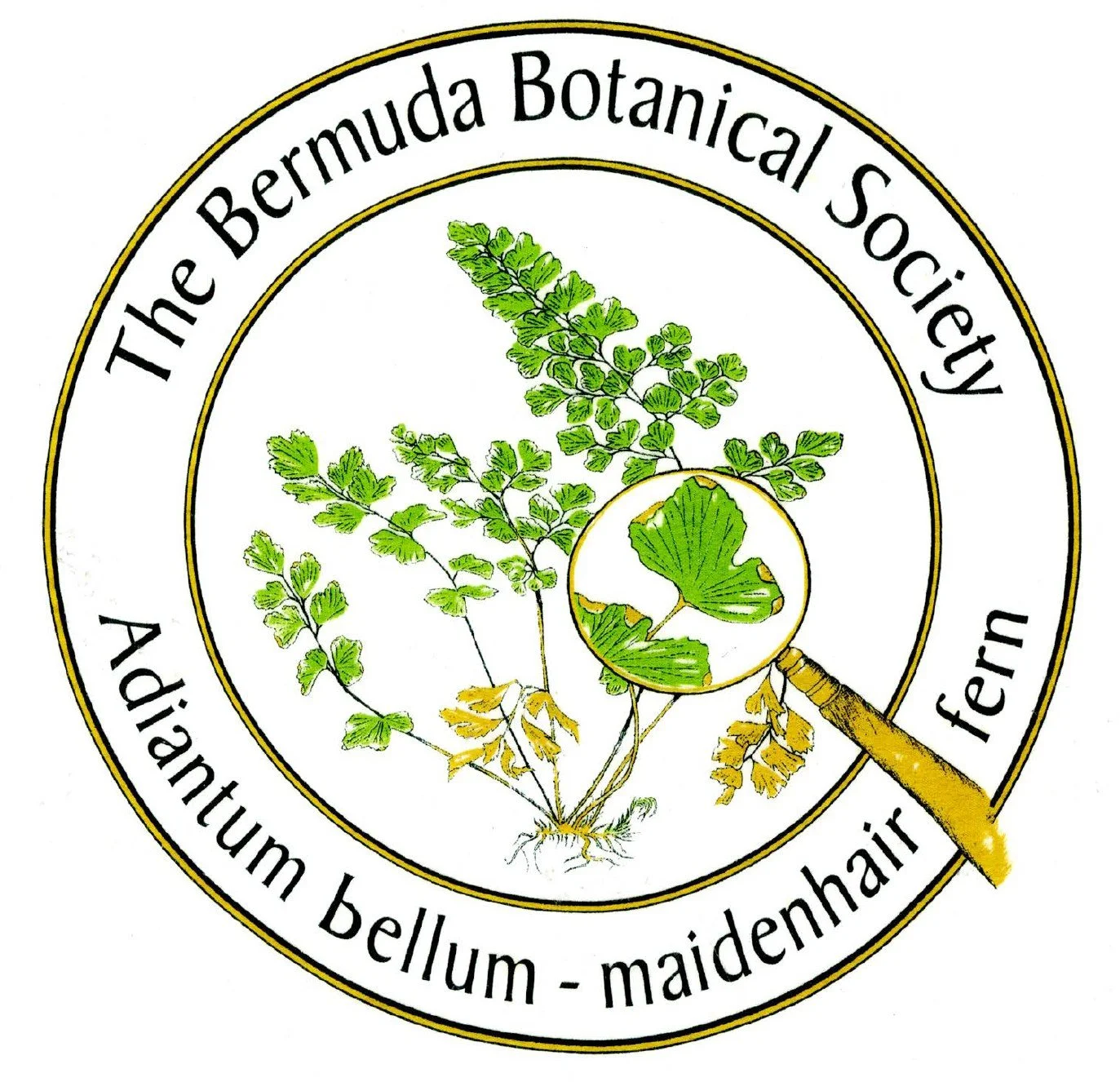 Logo of the Bermuda Botanical Society featuring an illustration of medicinal plants, including bellum and maidenhair, with a magnifying glass focusing on a leaf.